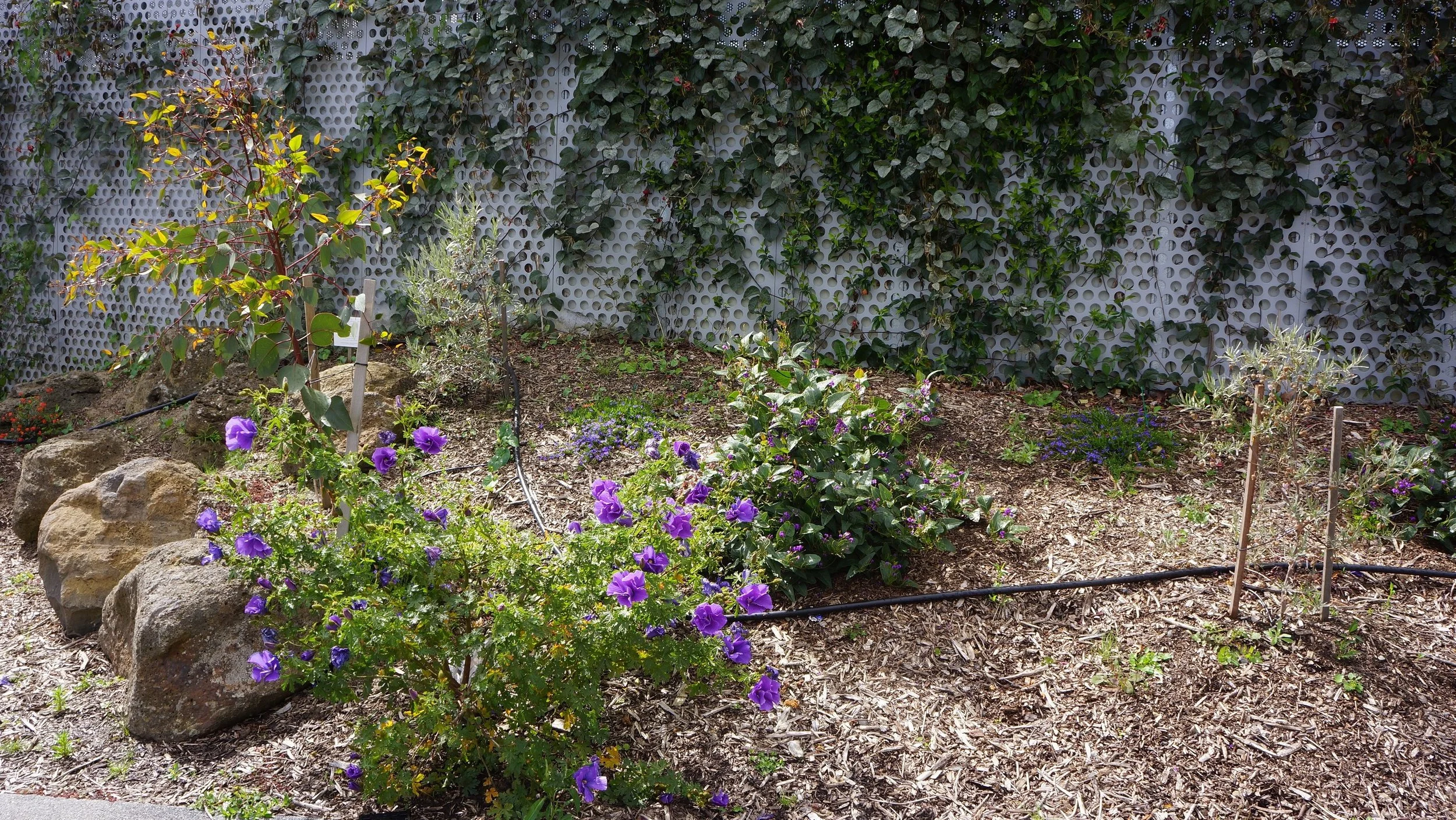 Holmesglen Garden (24).JPG