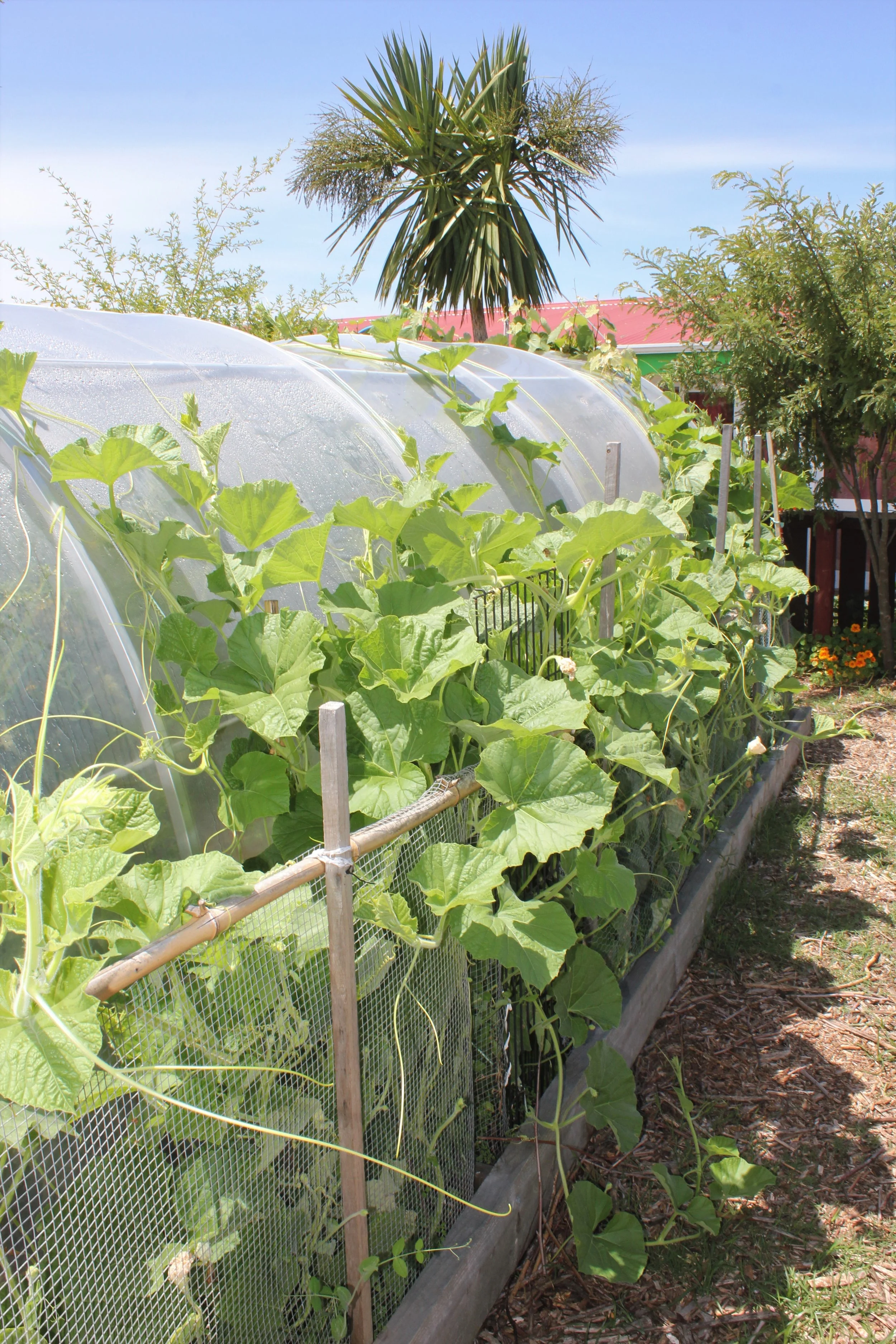 TKKM Māra Kai (3).JPG