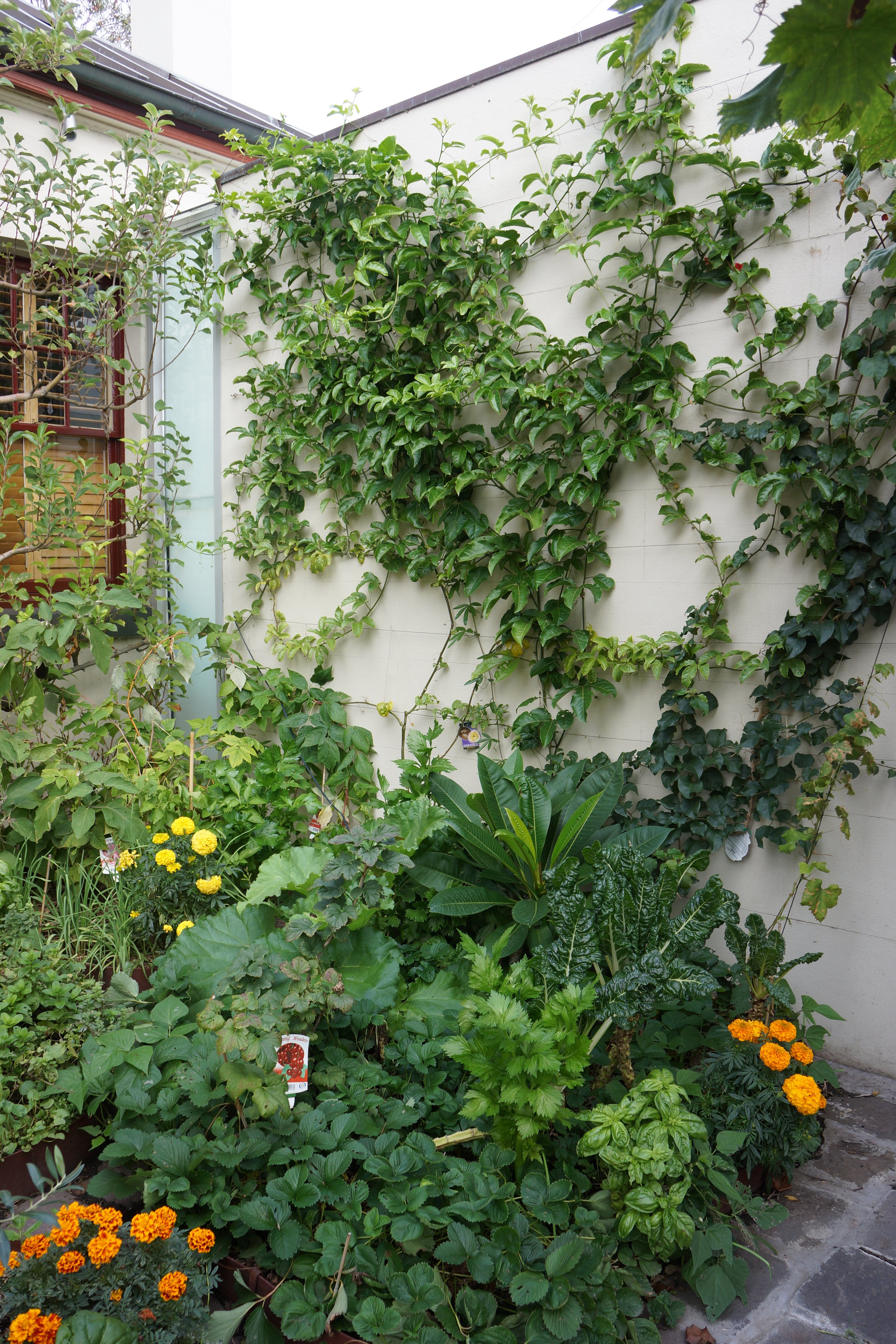 Albert Park Back (16).JPG