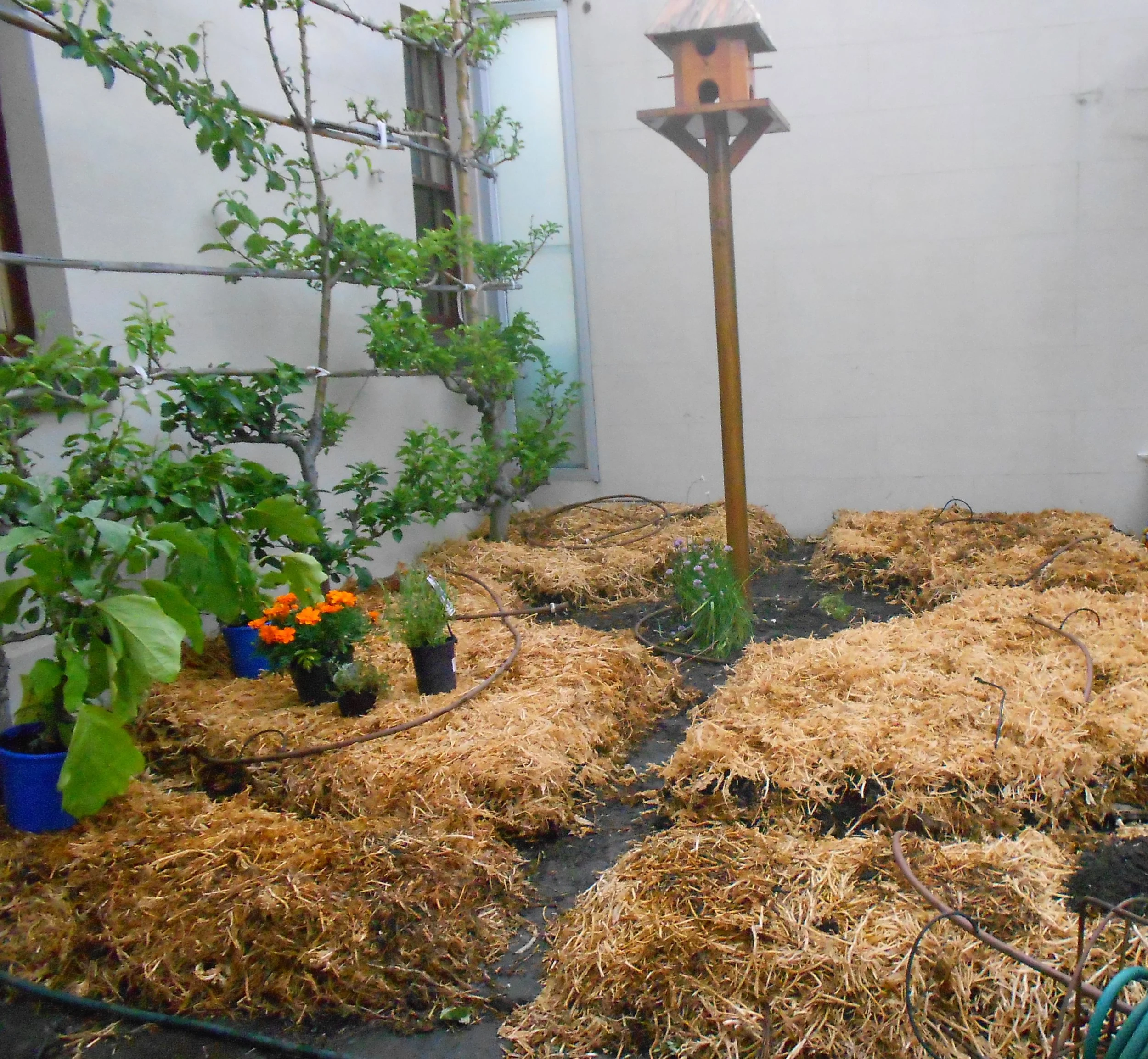 Albert Park Back (7).JPG