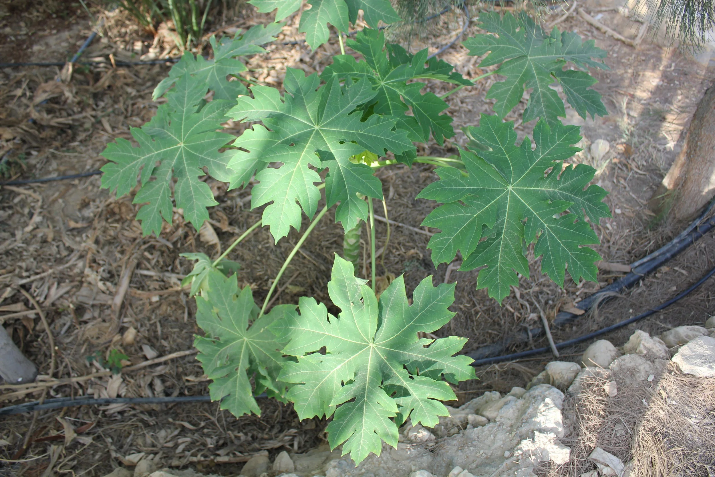 GTD Internship (23).JPG