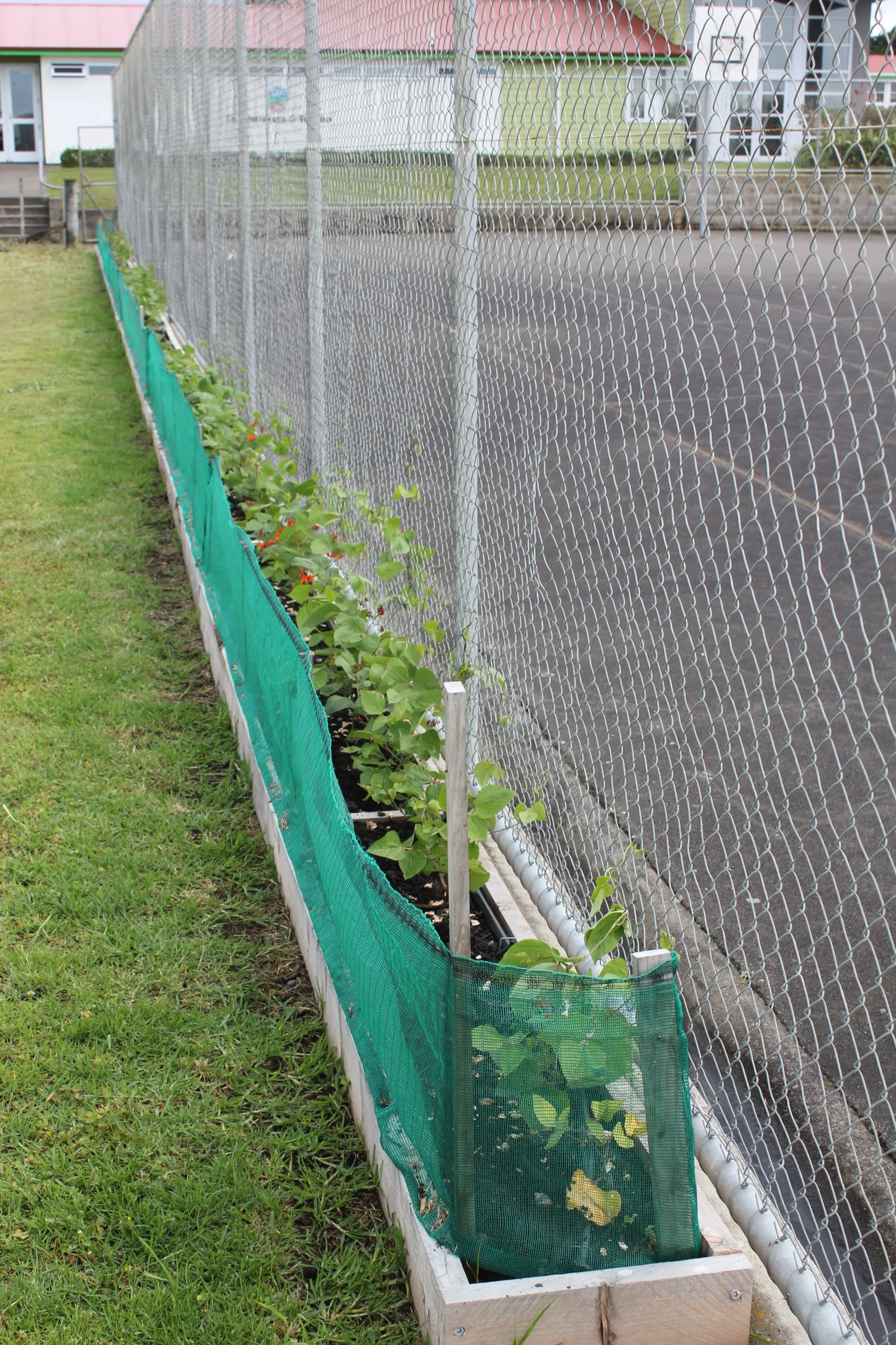 TKKM Bean Fence (13).JPG