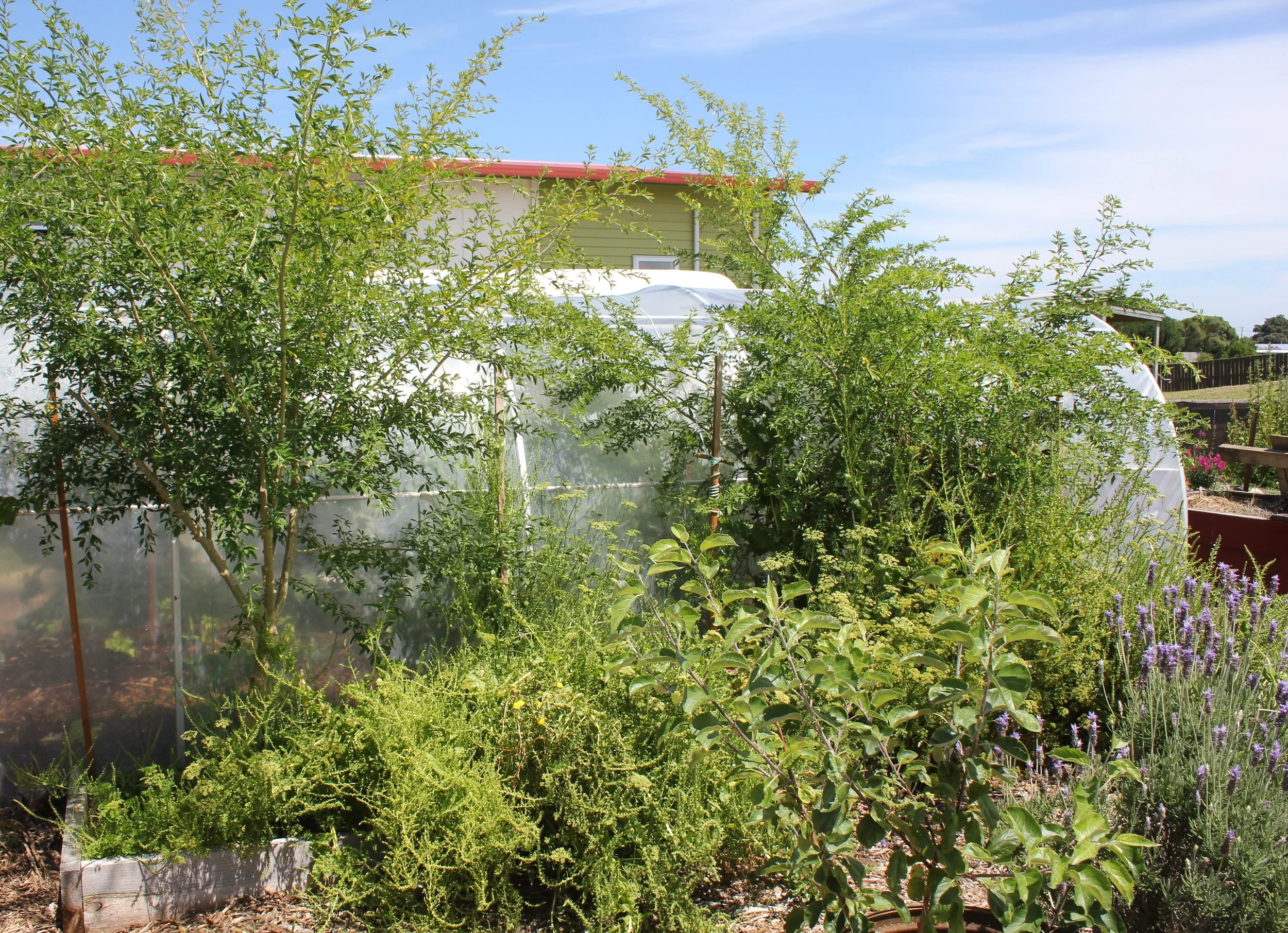 TKKM Māra Kai (47).JPG