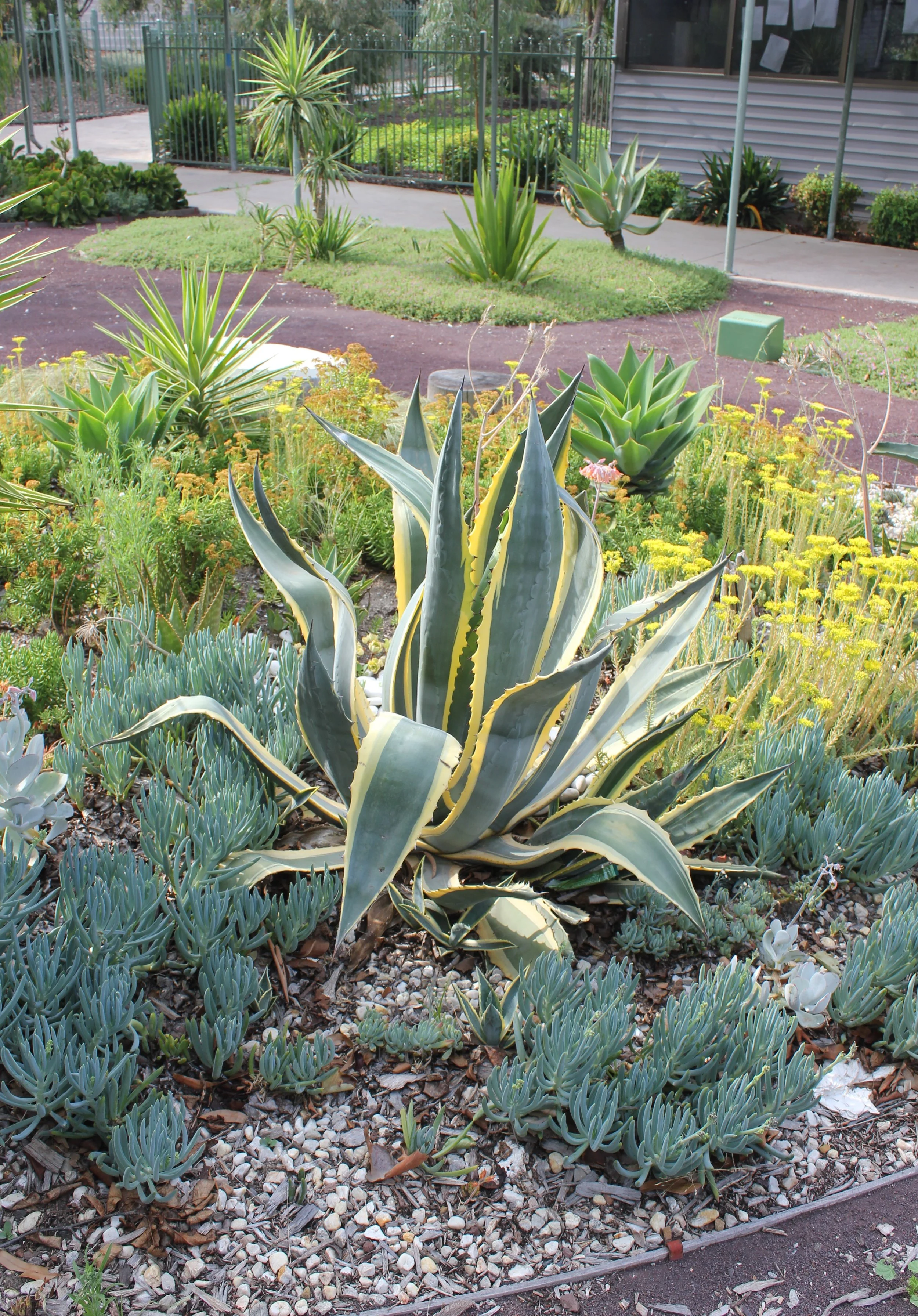 PVGC Succulent Garden (4).JPG
