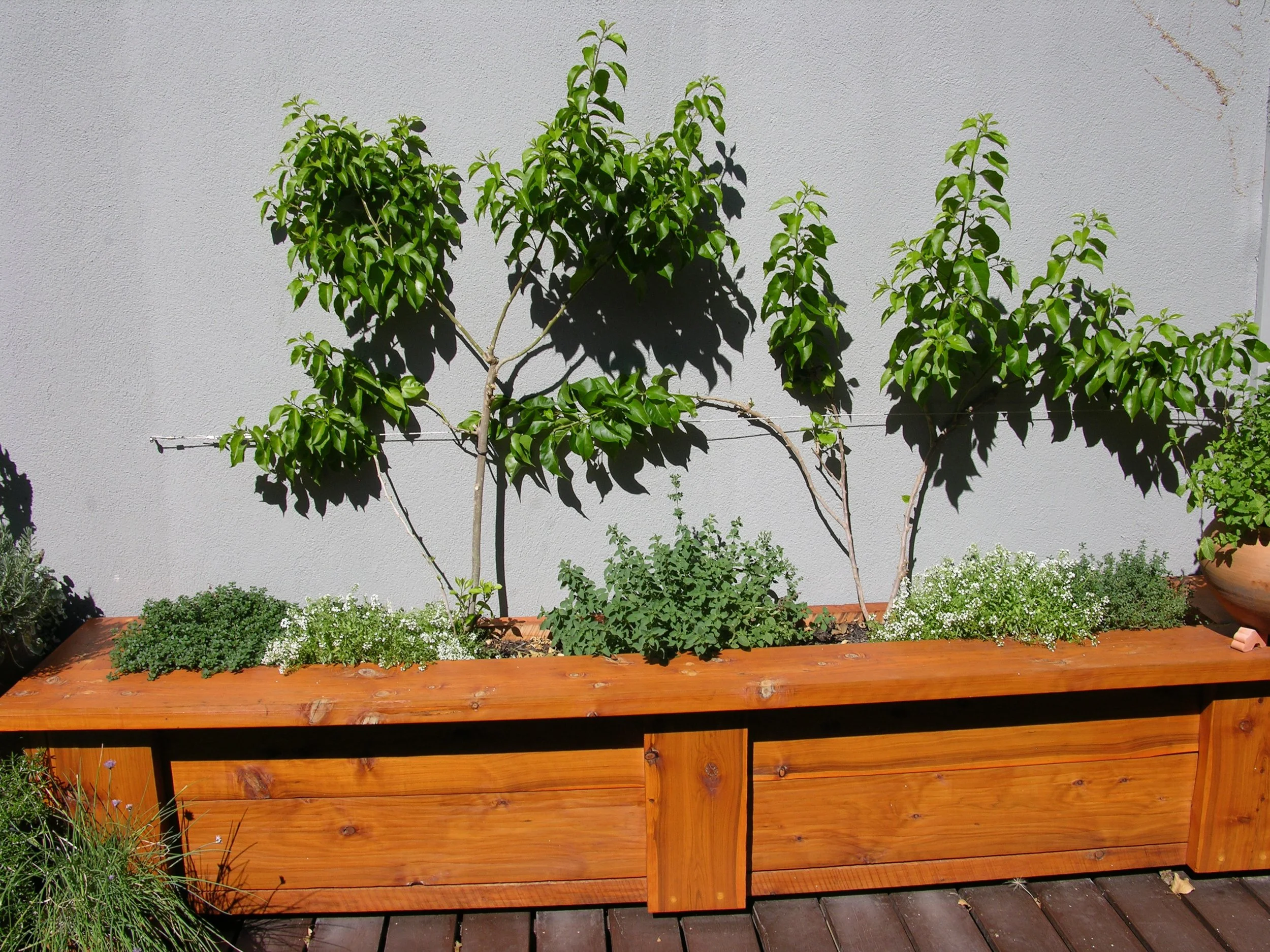 Small Courtyard Garden (9).JPG