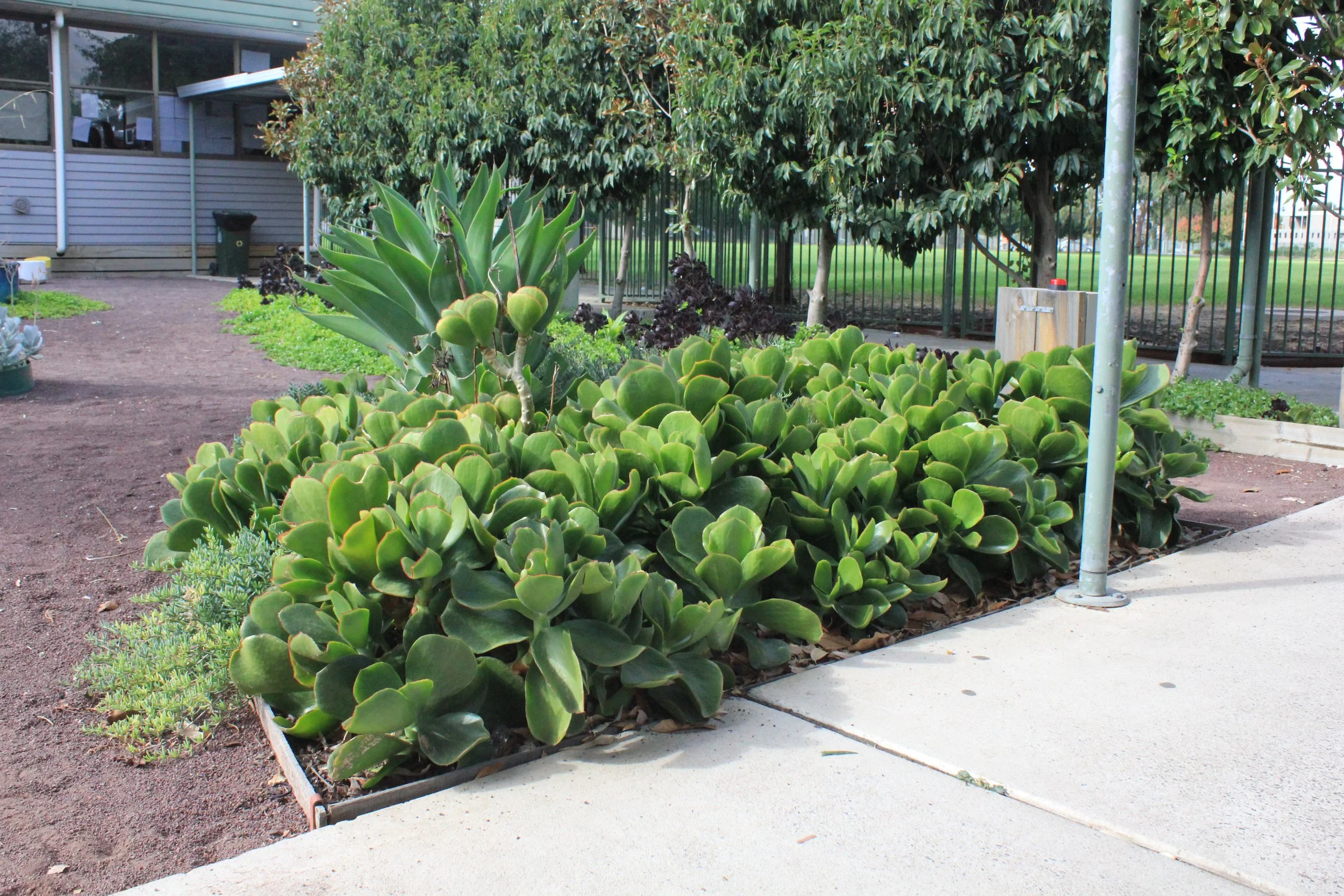 PVGC Succulent Garden (25).JPG