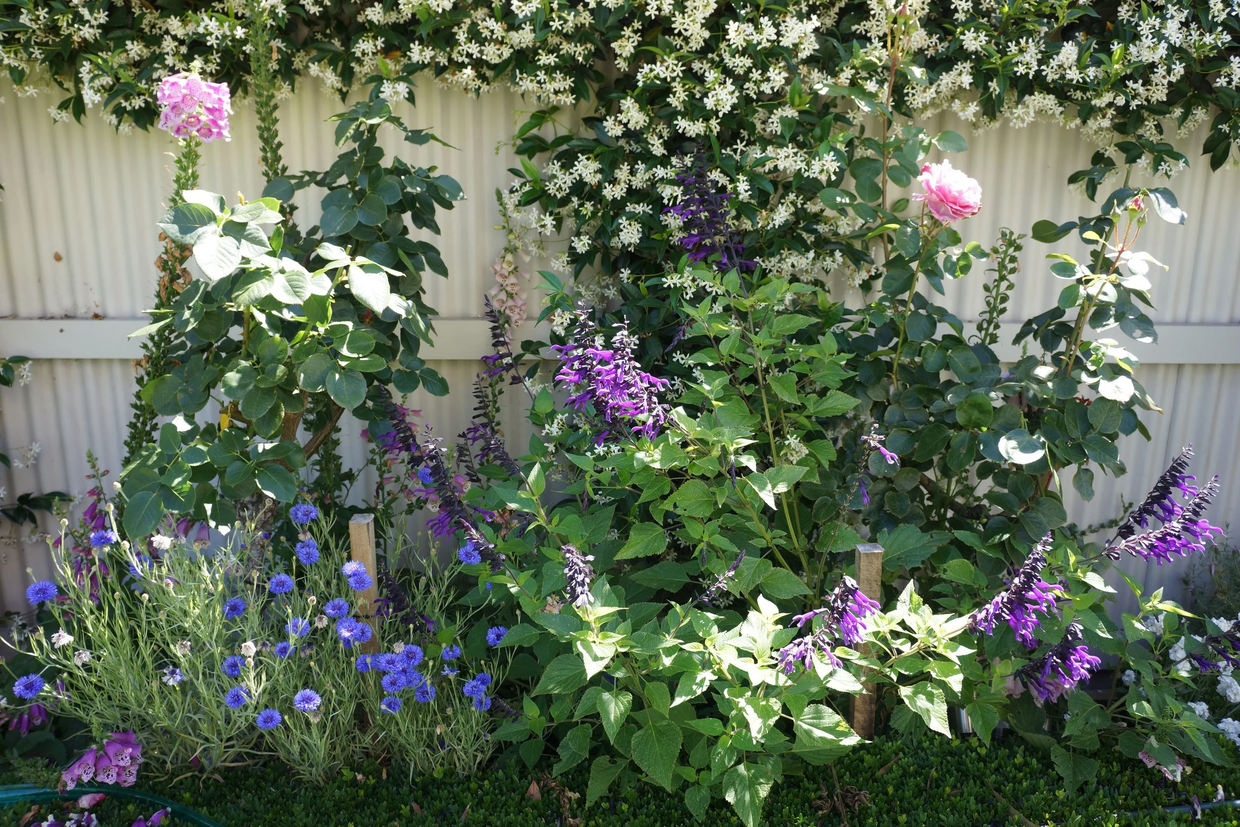 Albert Park Front (14).JPG