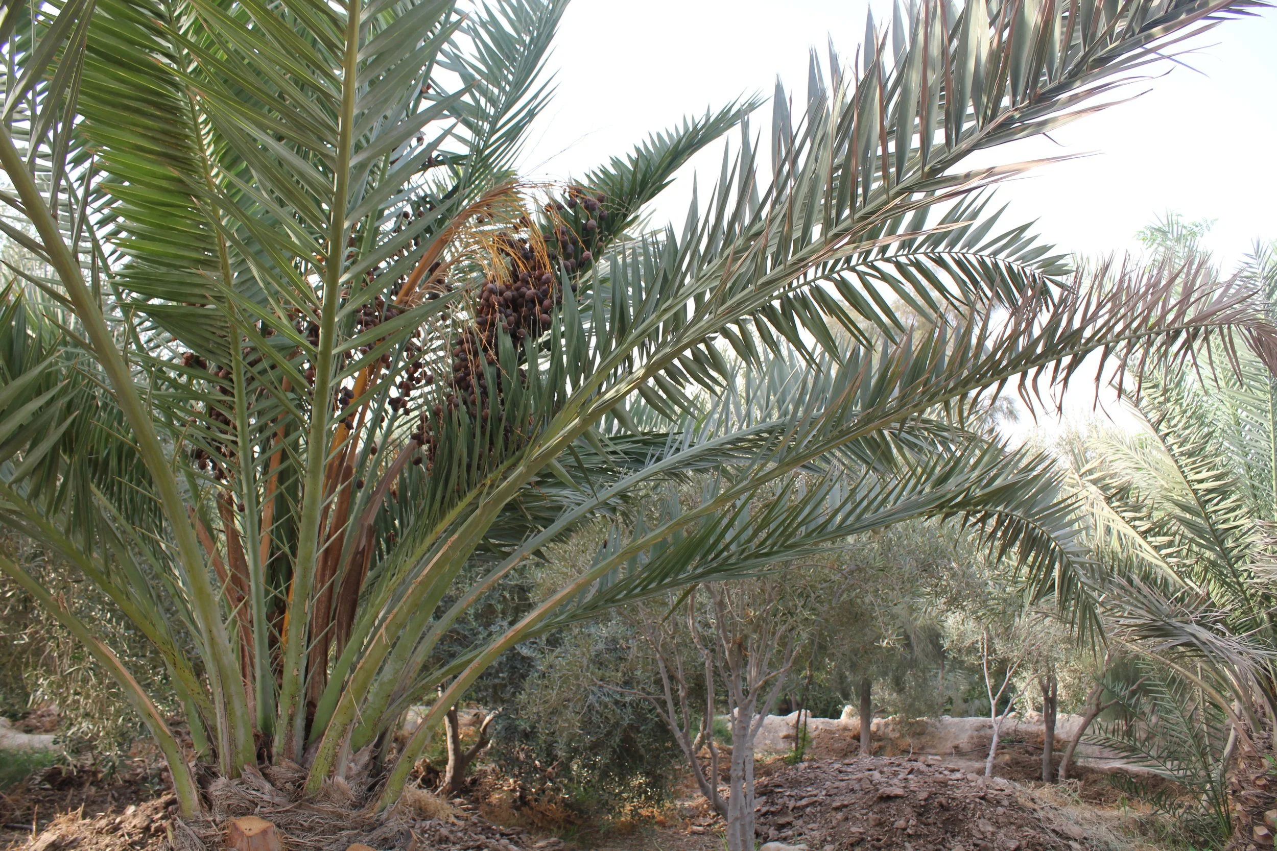 GTD Internship (24).JPG