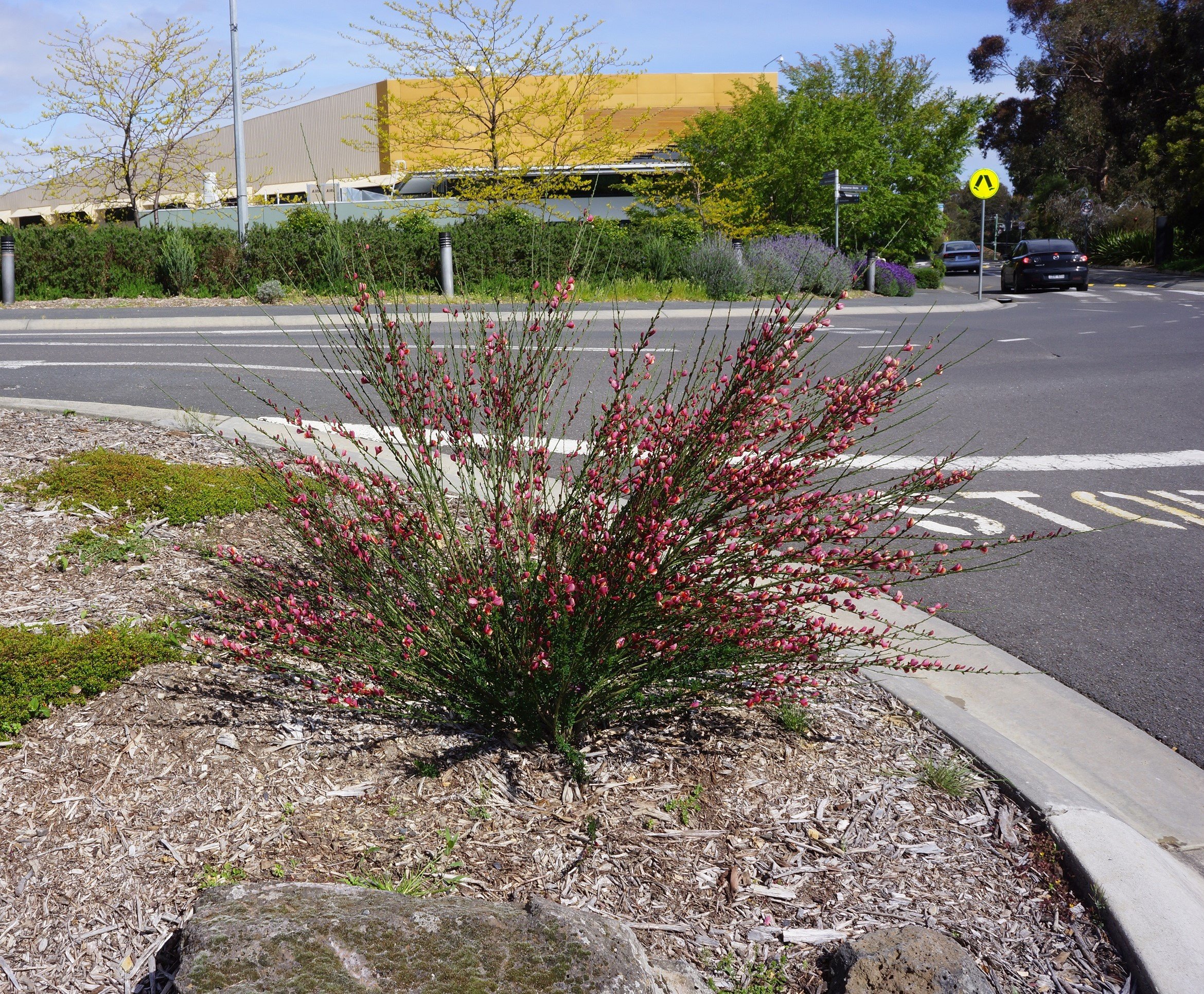 Holmesglen Garden (27).JPG