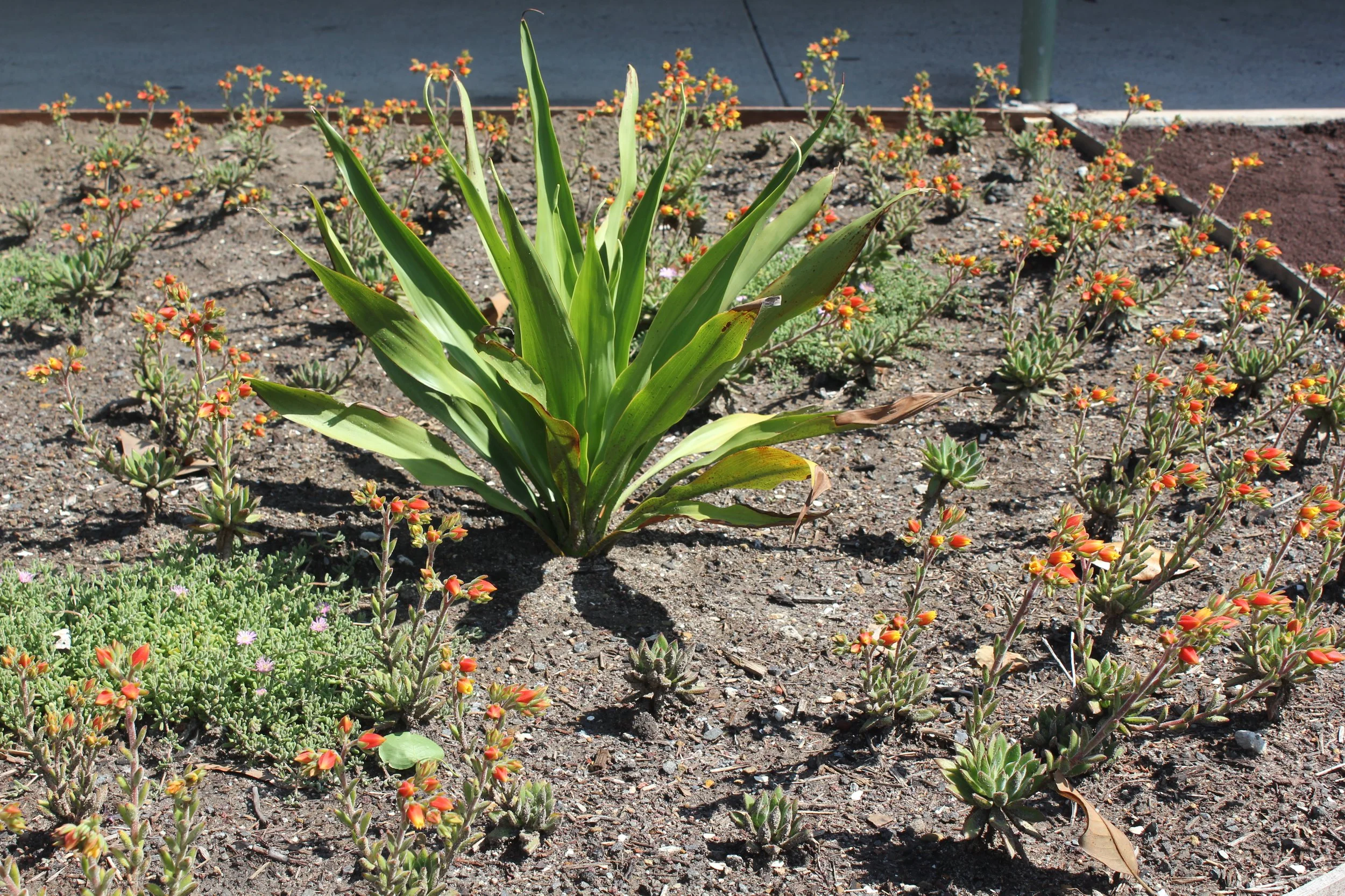 PVGC Succulent Garden (15).JPG