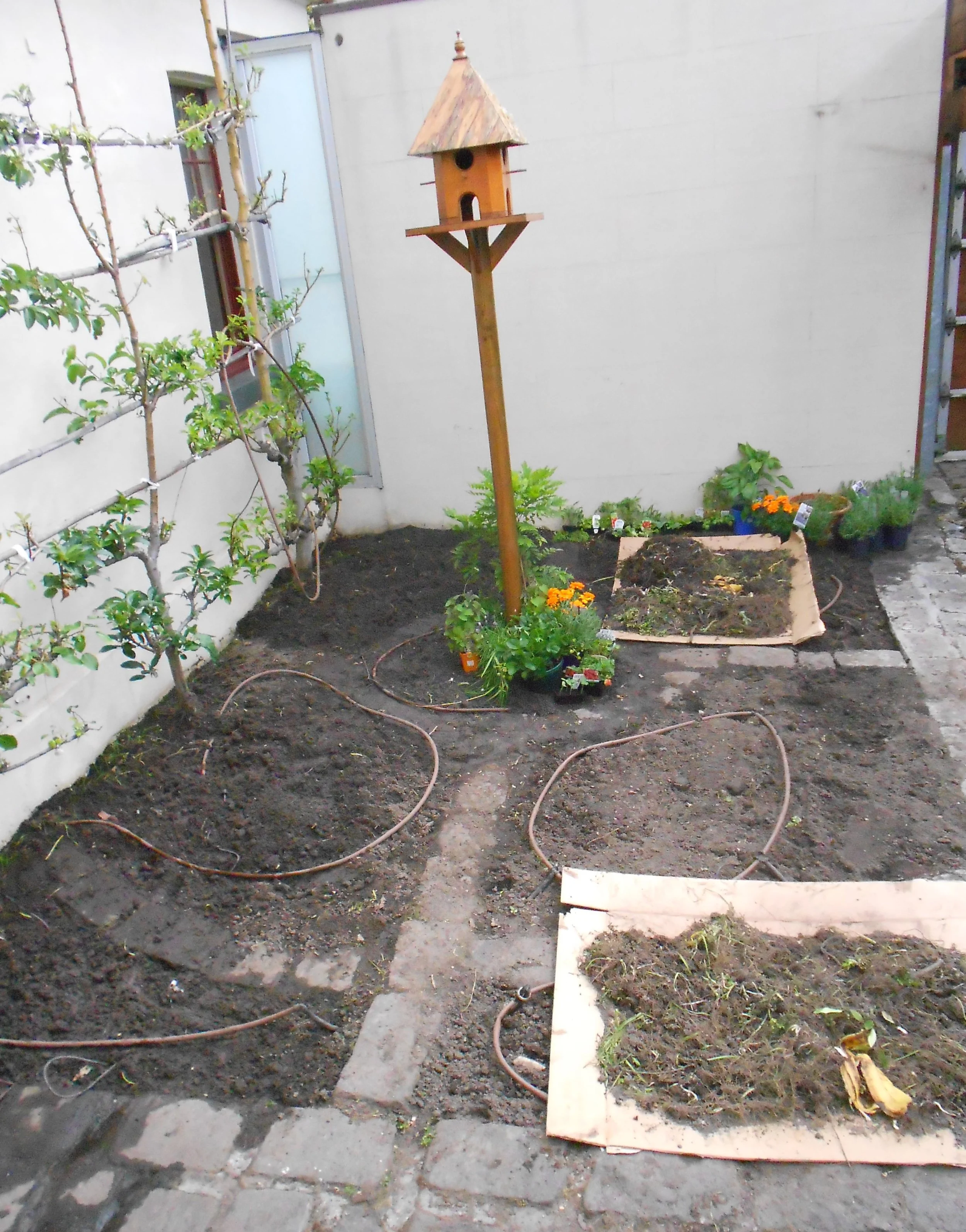 Albert Park Back (5).JPG