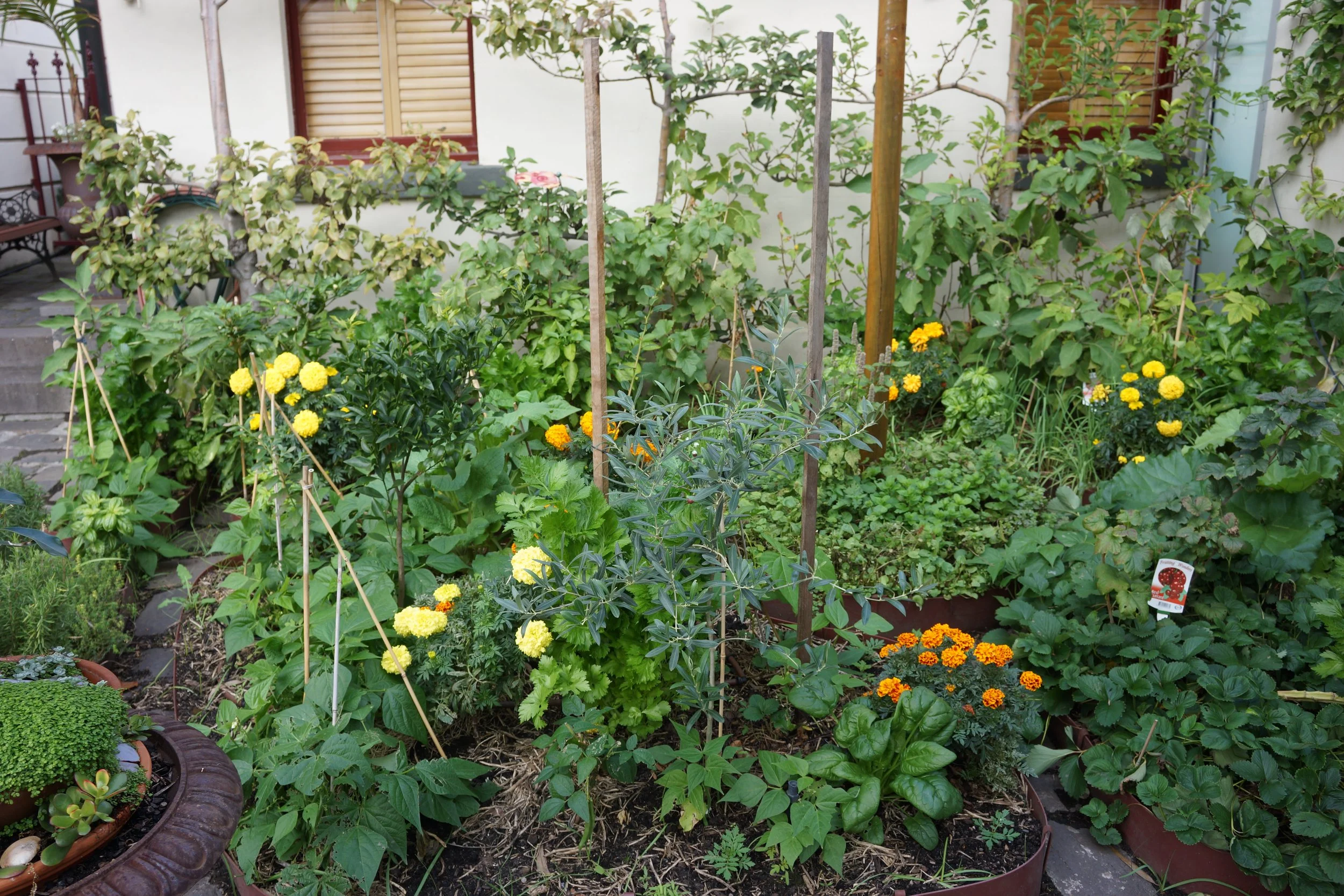 Albert Park Back (15).JPG