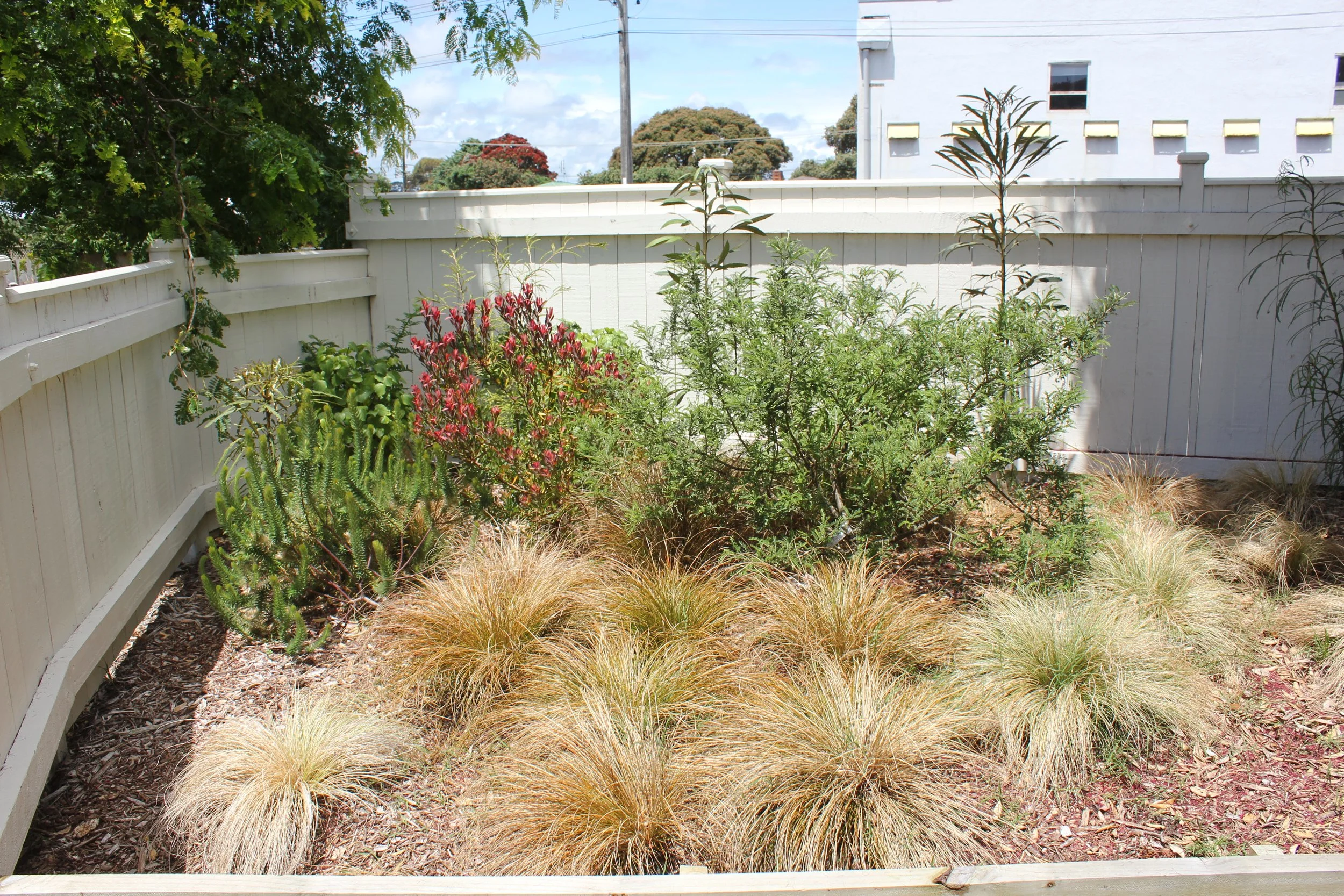 Gonville Natives (9).JPG