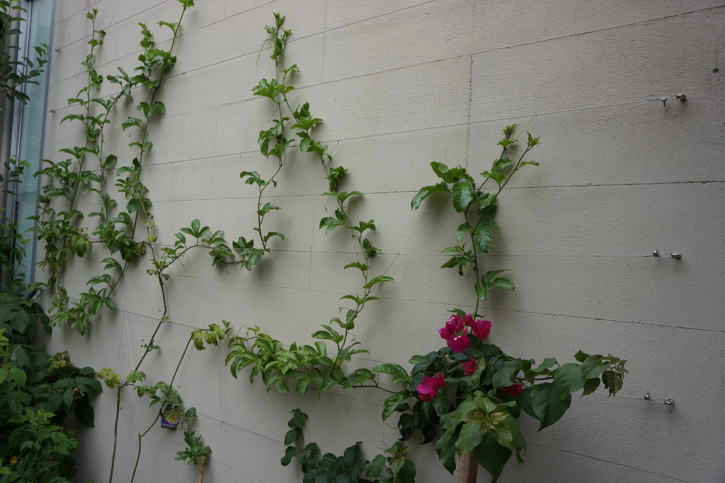 Albert Park Back (12).JPG