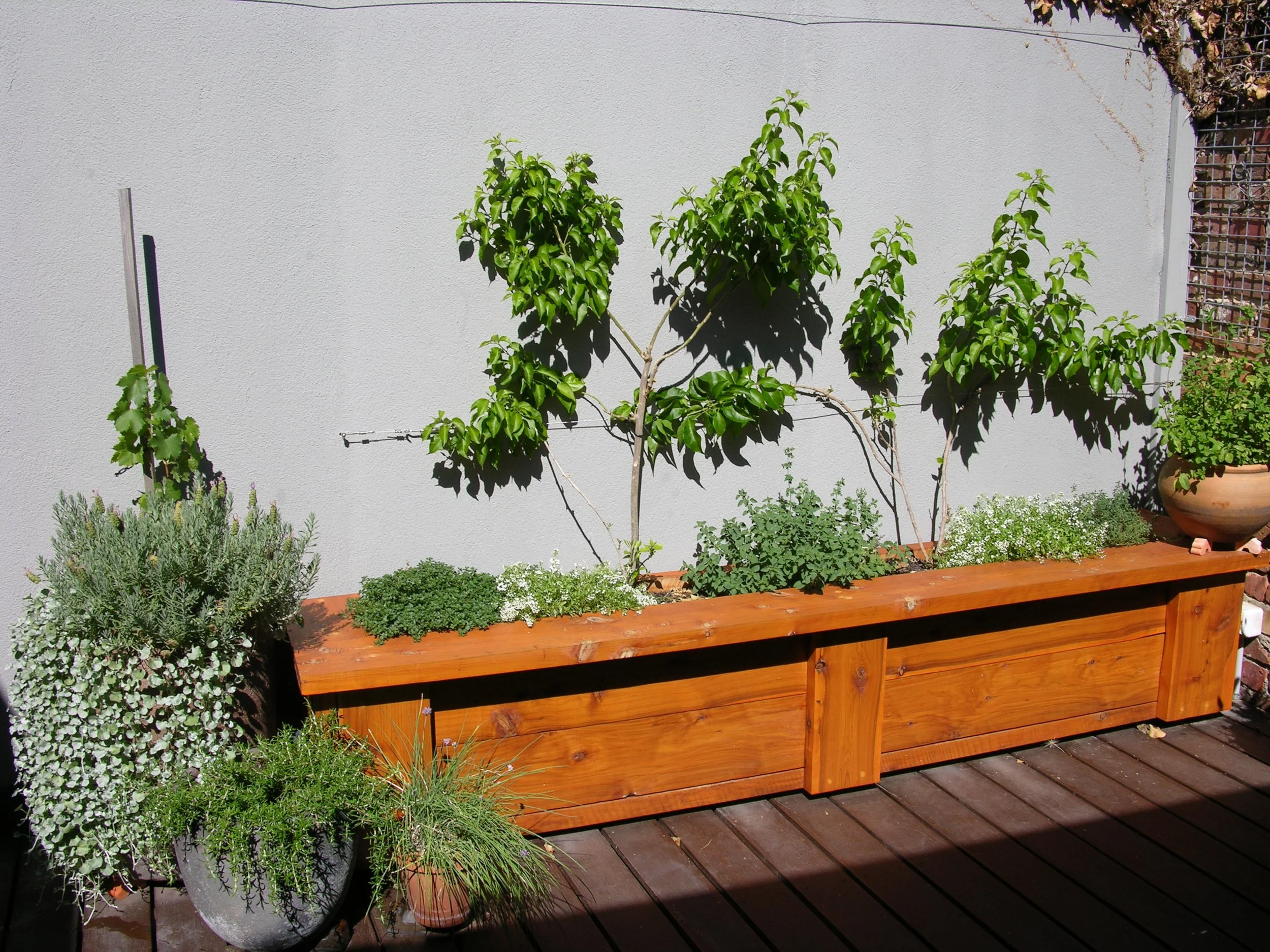 Small Courtyard Garden (7).JPG