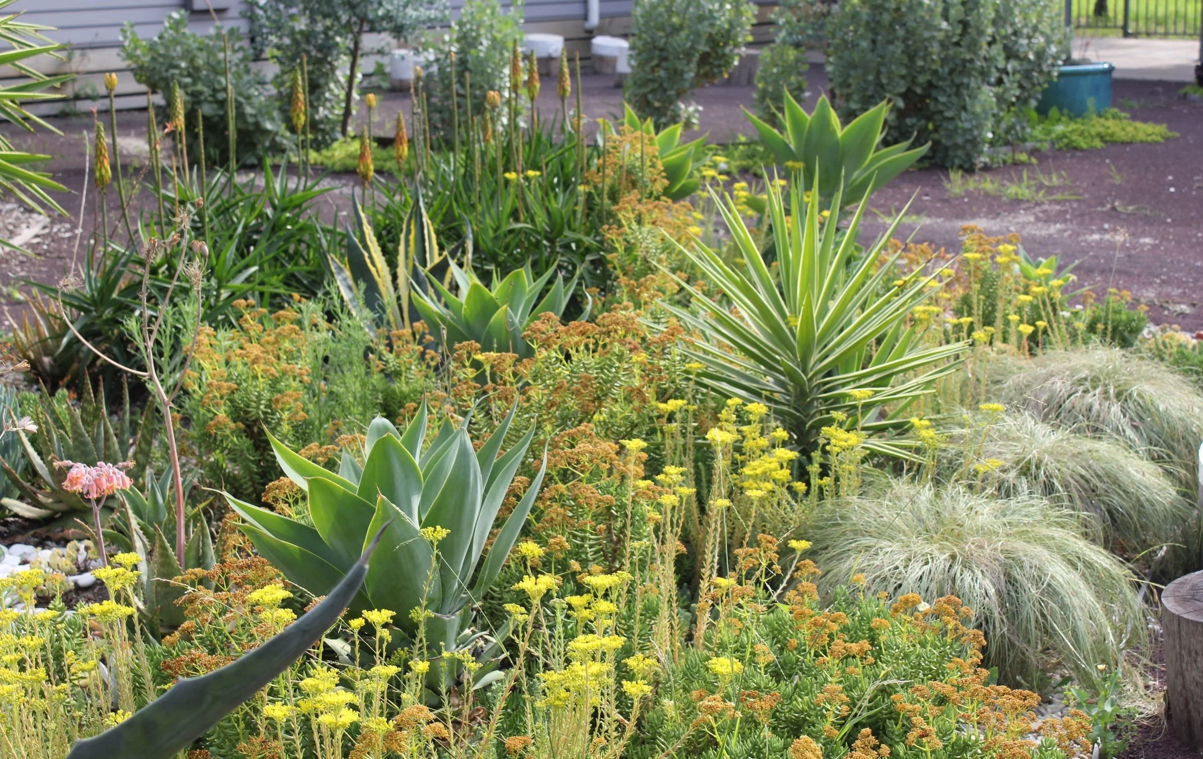 PVGC Succulent Garden (6).JPG