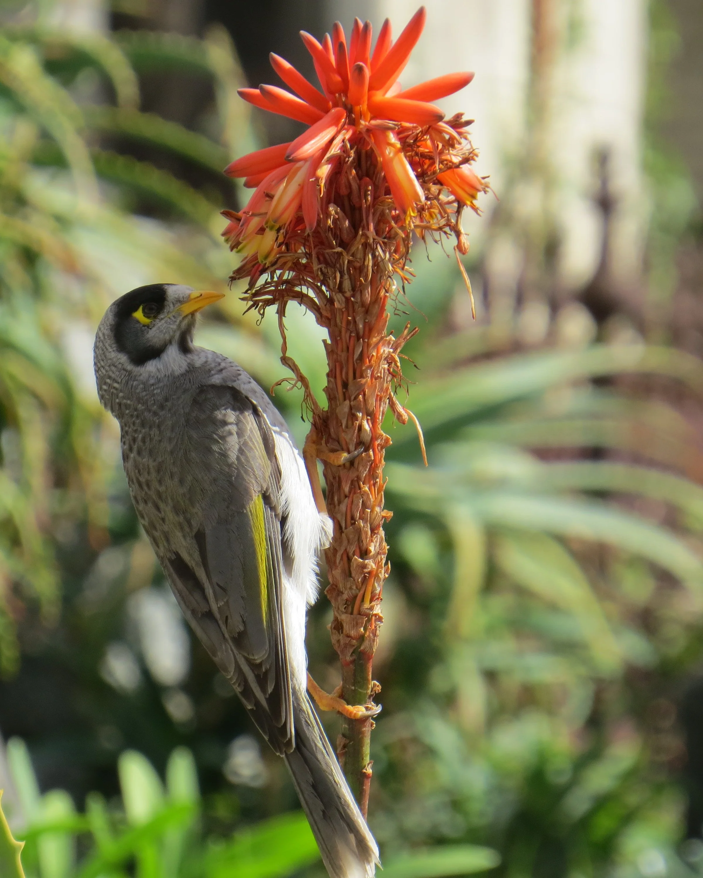 Kew Cemetery Horticulture (19).JPG