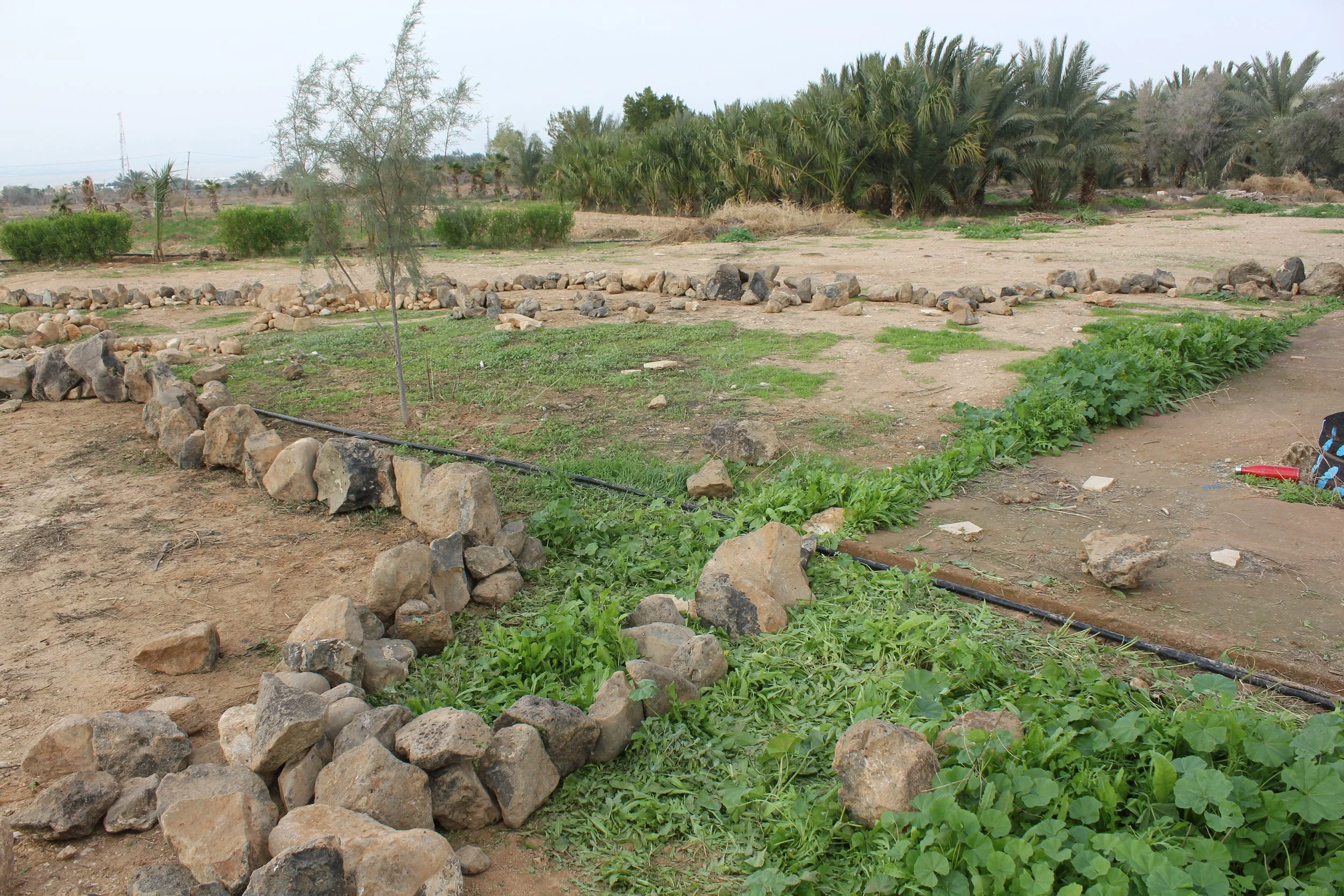 Peace Wadi (12).JPG