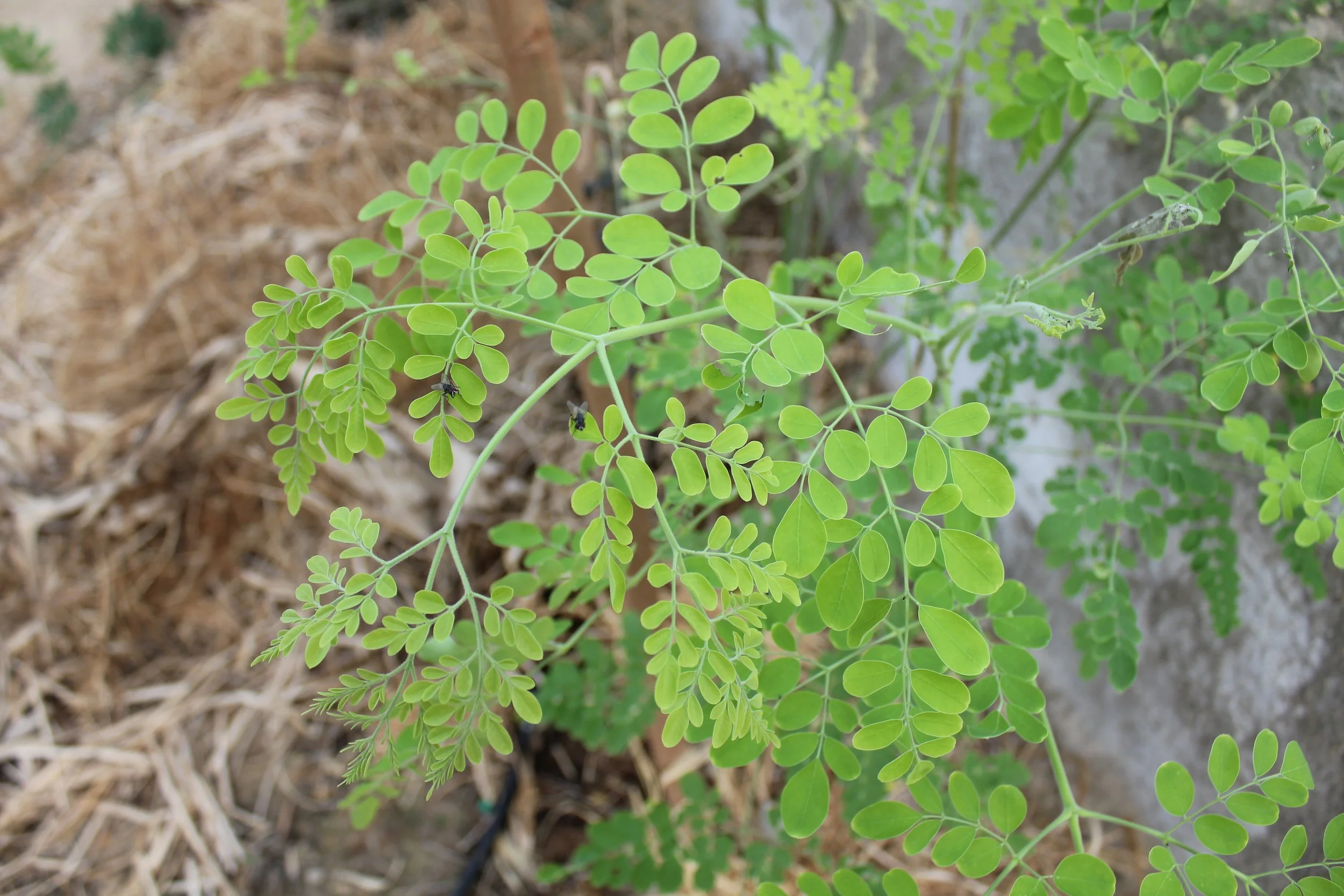 GTD Internship (20).JPG