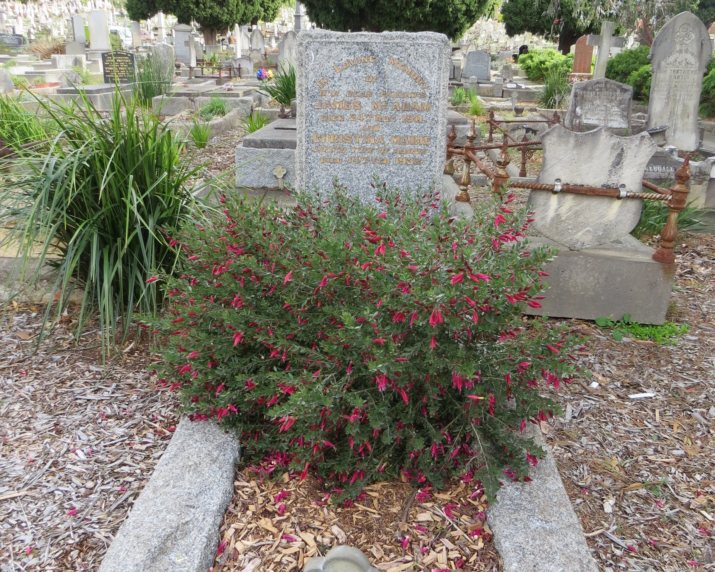 Kew Cemetery Horticulture (18).JPG