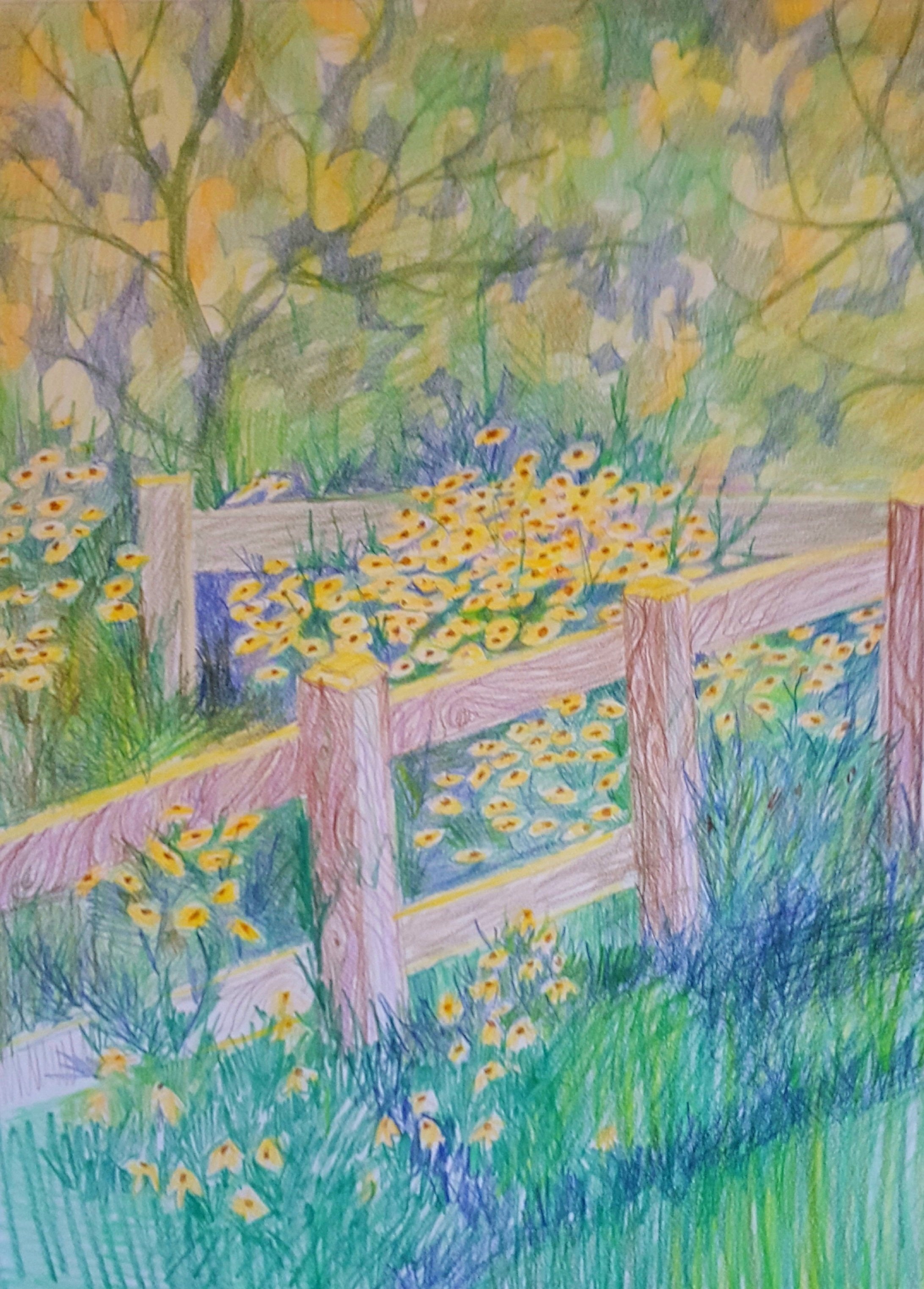 Black Eyed Susans