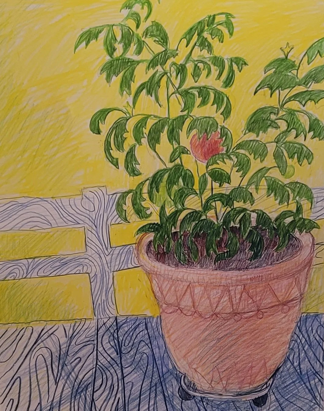 Cindy's Tomato Plant