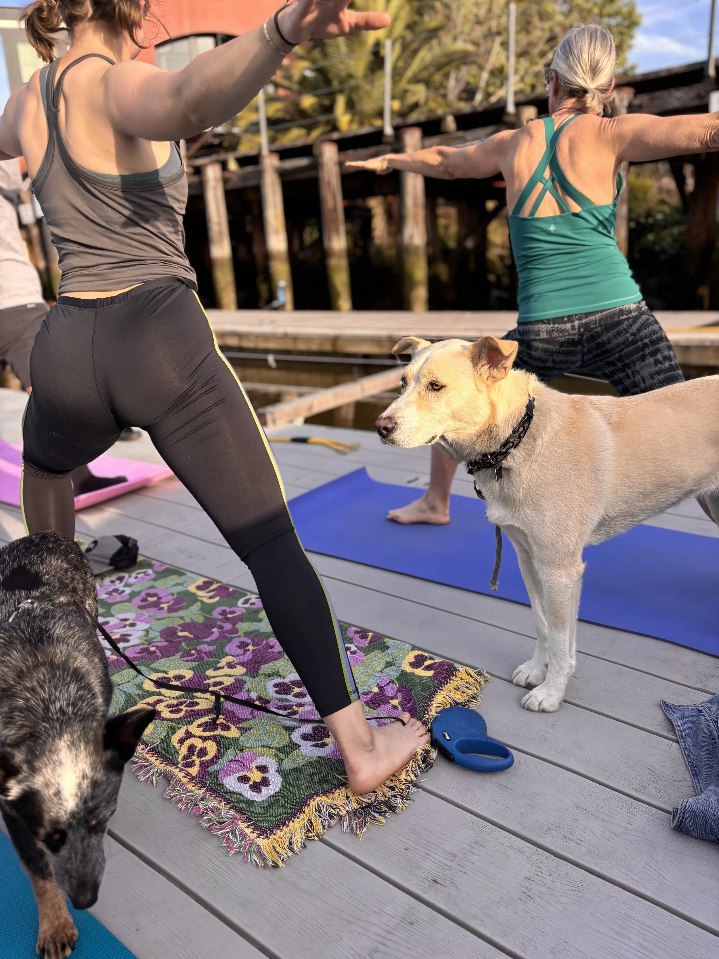Two women do warrior two pose on yoga mats on a dock. There is a wooden train trestle in the background. A white dog stands between the two women and a black and white herding dog stands closest to the camera.