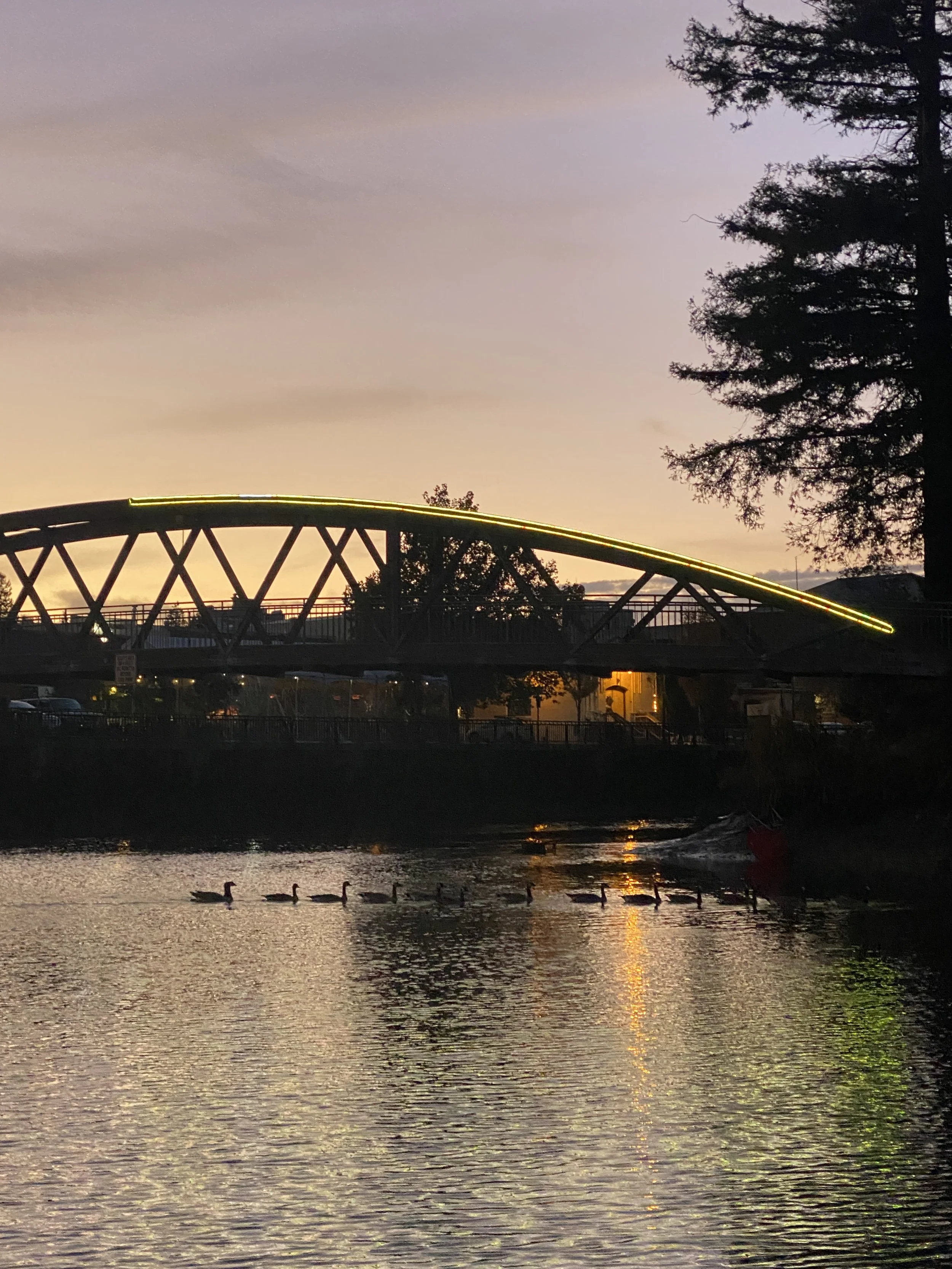 A gaggle of geese swims in front of a footbridge at dusk. A street with outdoor lamps is in the background. The water shimmers gold.