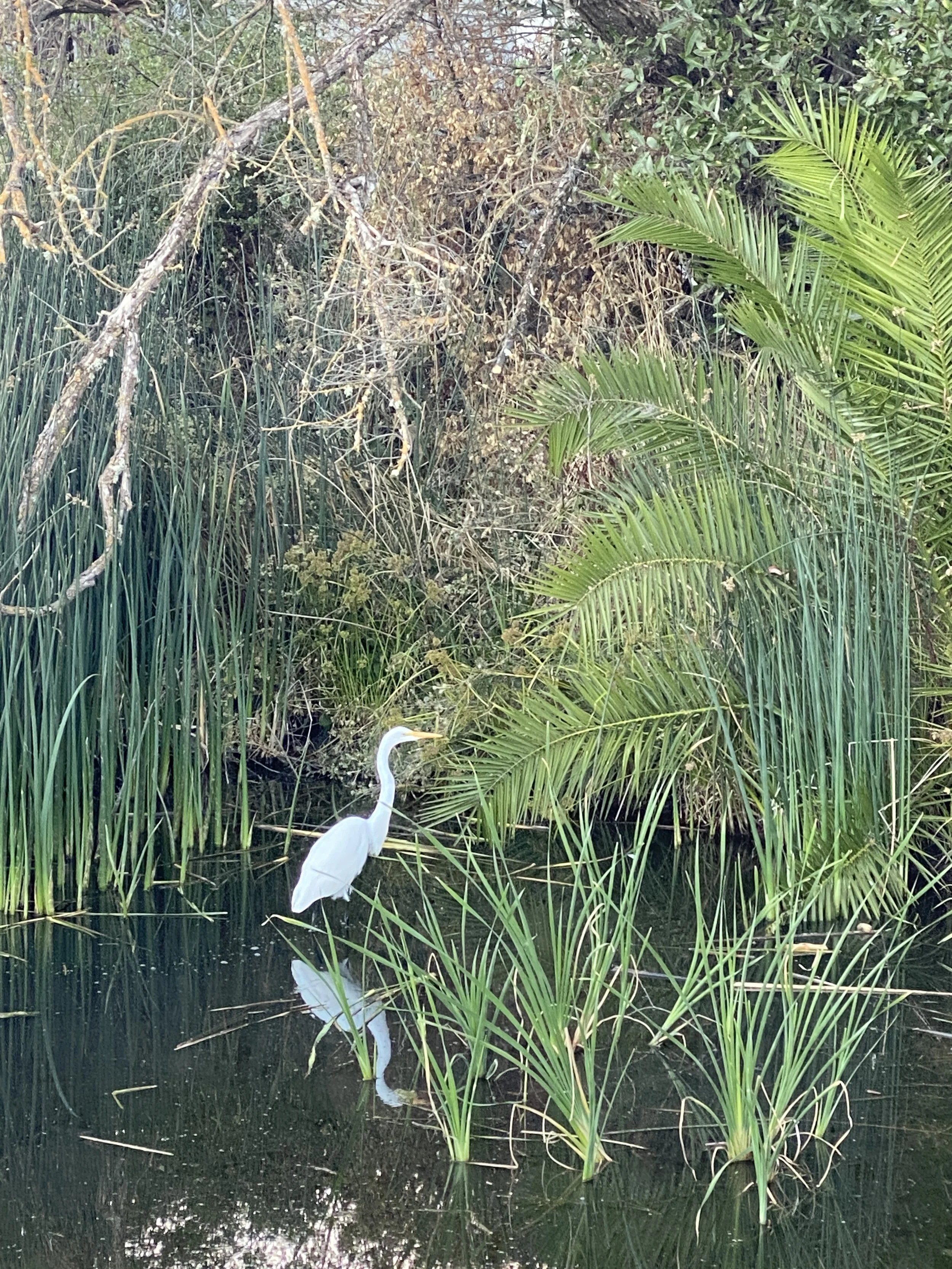 A great egret fishes in the reeds upstream of the turning basin. 