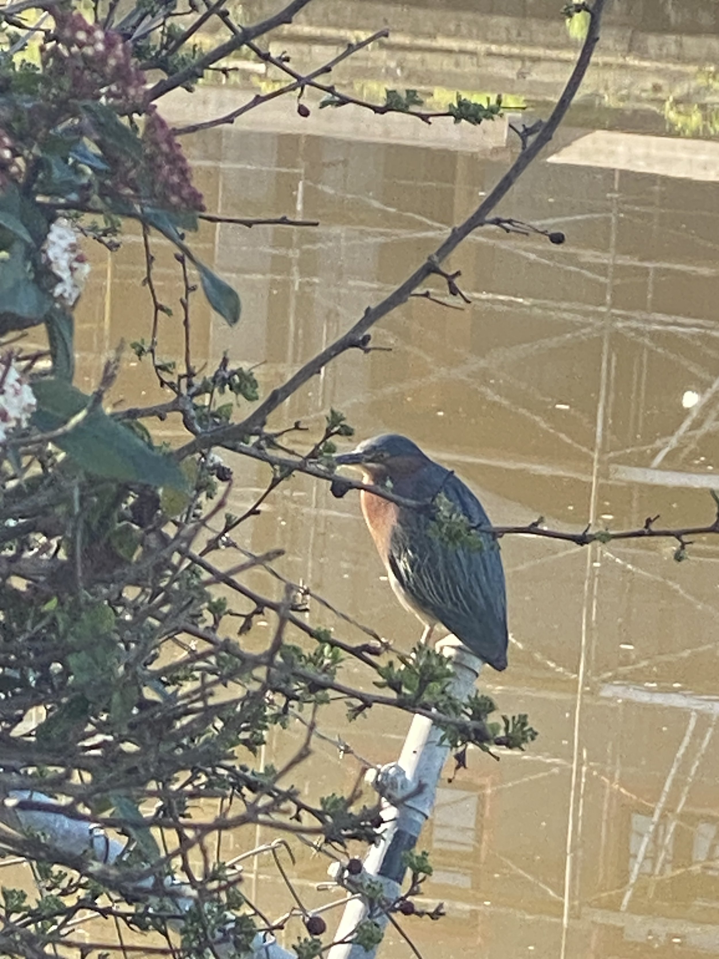 The elusive green heron frequents the Petaluma River's turning basin. 