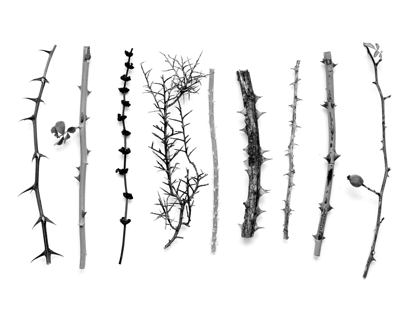 Illustration of a thorn metaphor for emotional pain