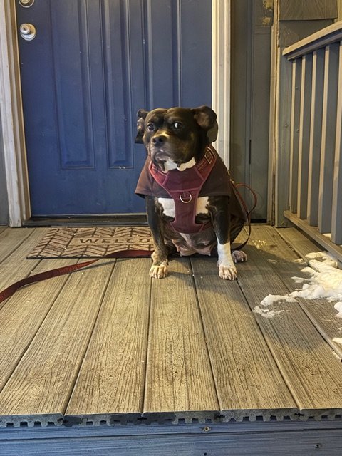 A small black and white dog sitting on a wooden front porch in front of a blue door, wearing a maroon harness, with a leash attached. There is a welcome mat and a small pile of shredded paper on the porch.