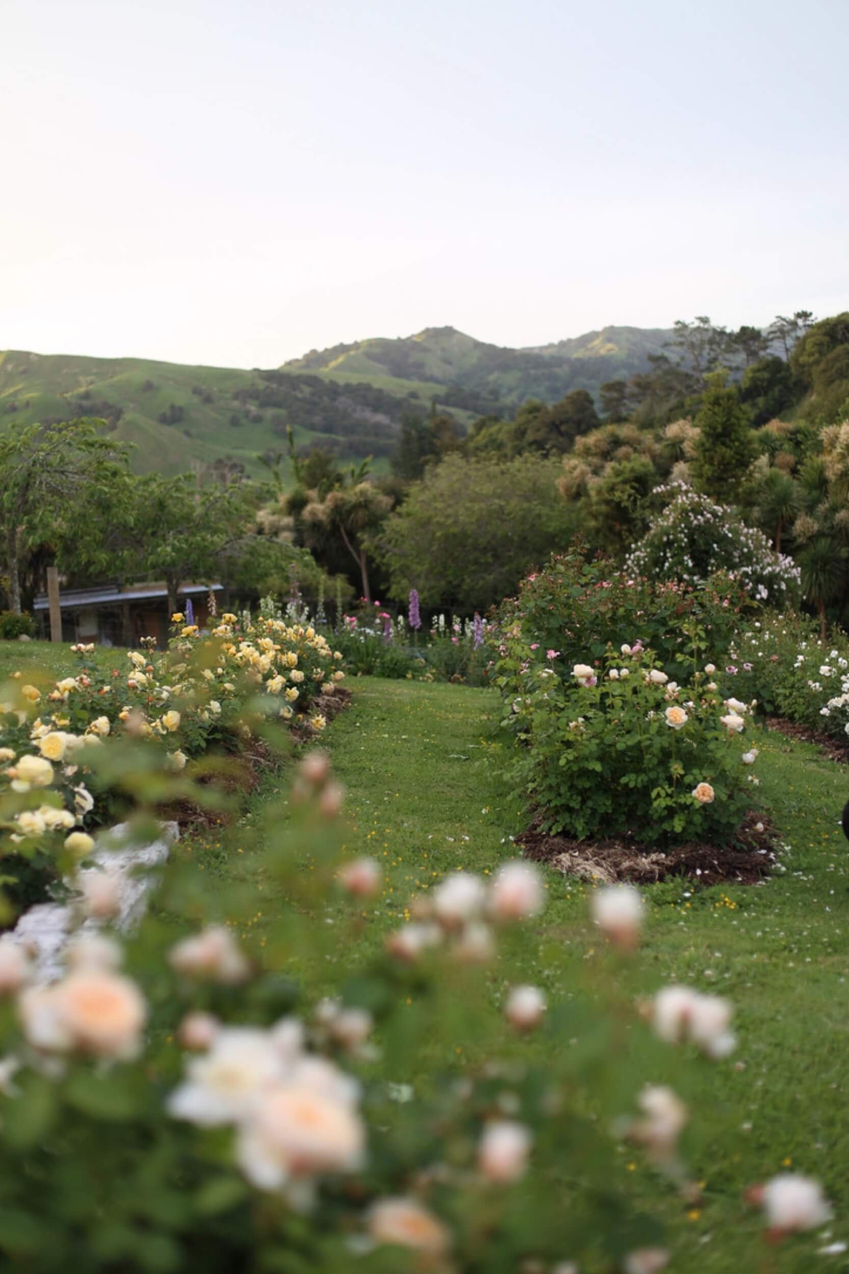 Field-of-roses-workshop-Zoe 18-christchurch-katherine-english-flora.jpeg