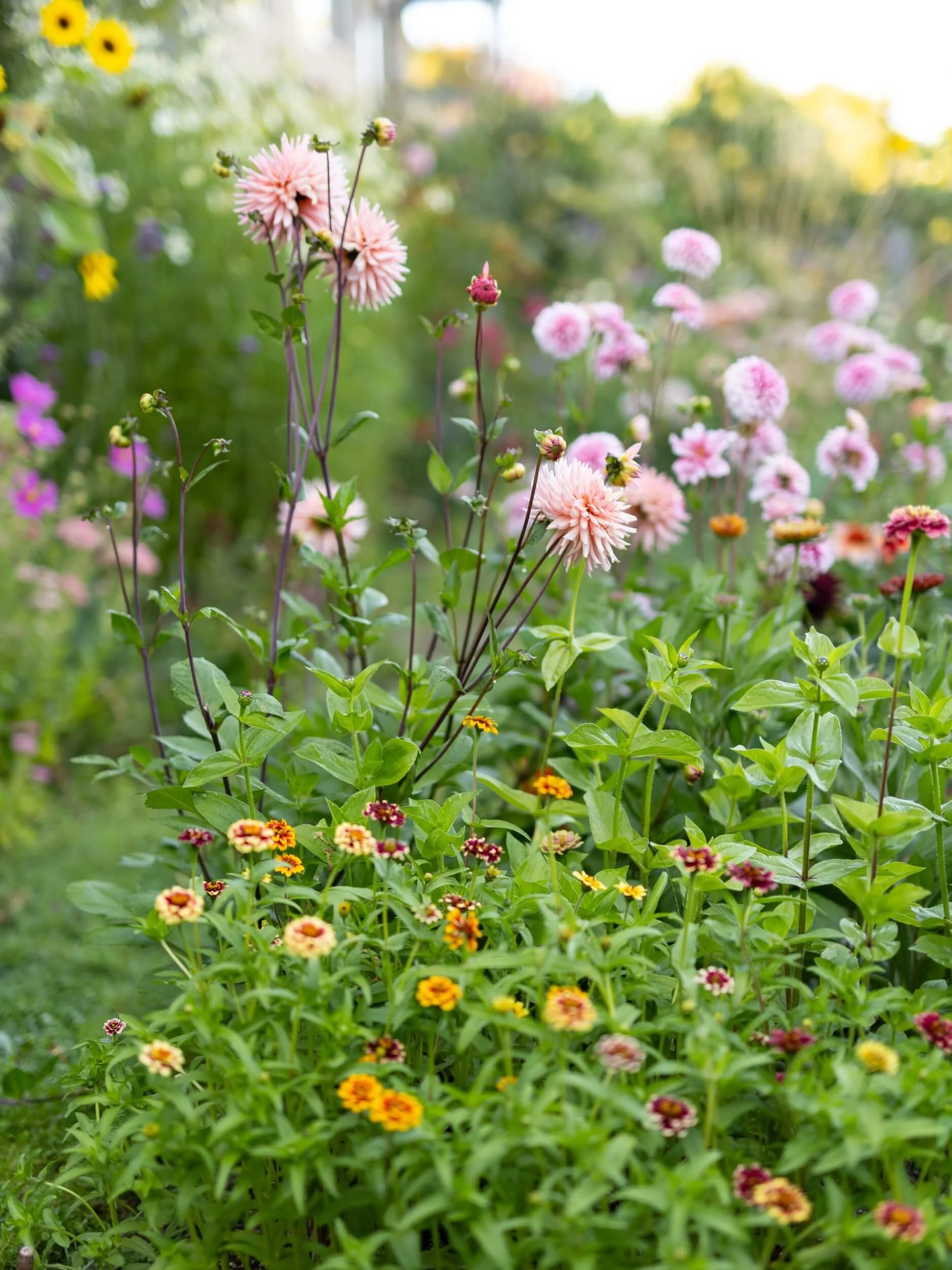 Flower-cutting-garden-zinnias-christchurch-katherine-english-flora.jpg
