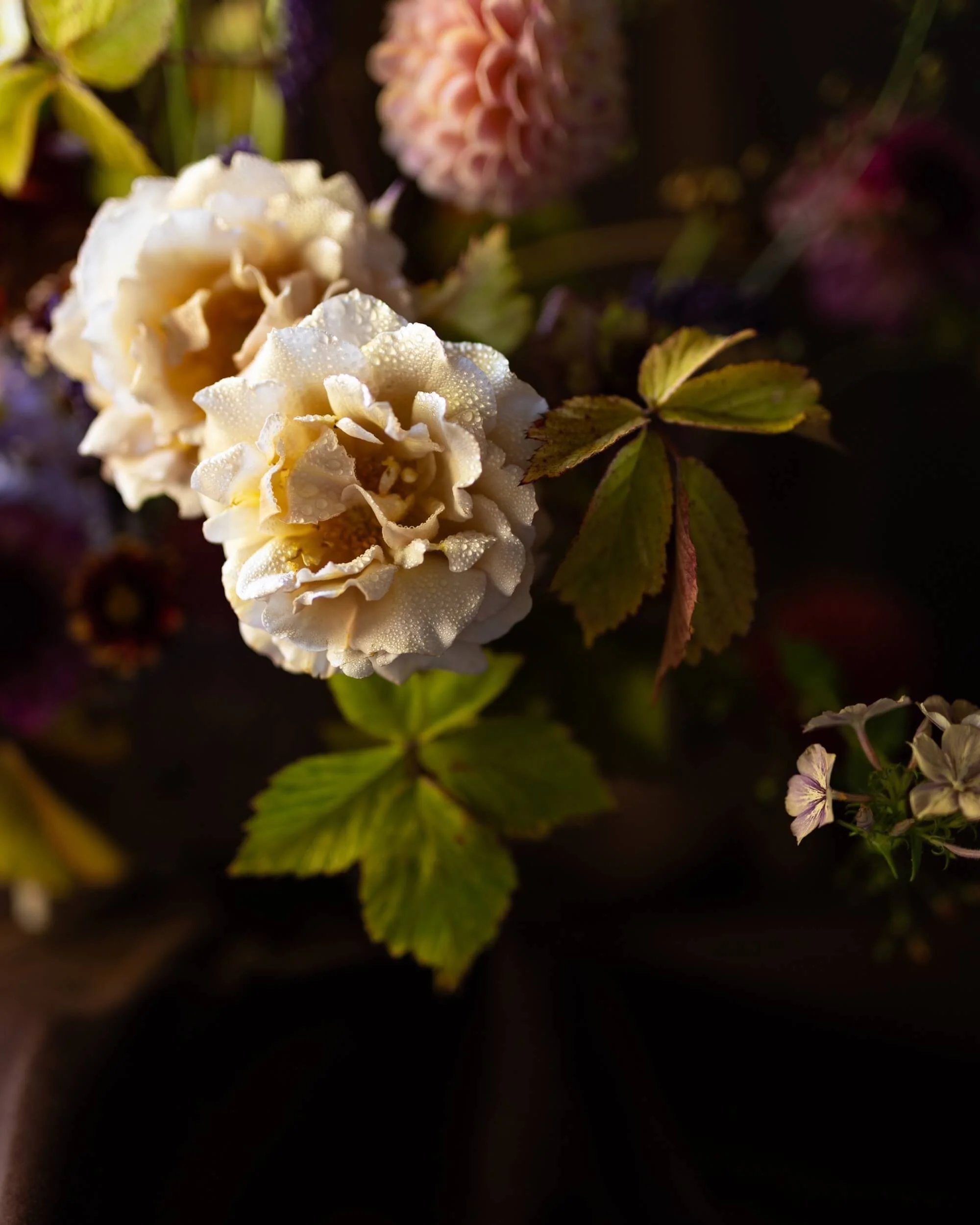 Roses-flower-photography-dewdrops-christchurch-katherine-english-flora.jpg