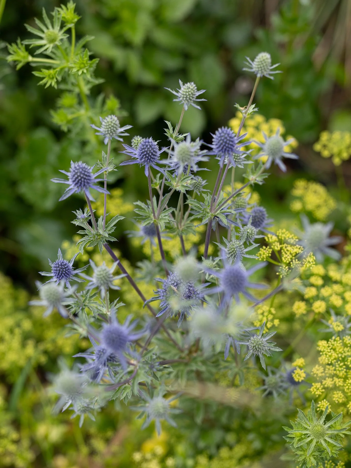 Each morning what I think is the same thrush, sings his song as I wander the garden, watching me bare foot and with camera. He is at the highest point of a towering tree nearby. I&rsquo;m not sure why he chooses that same spot each morning, perhaps t