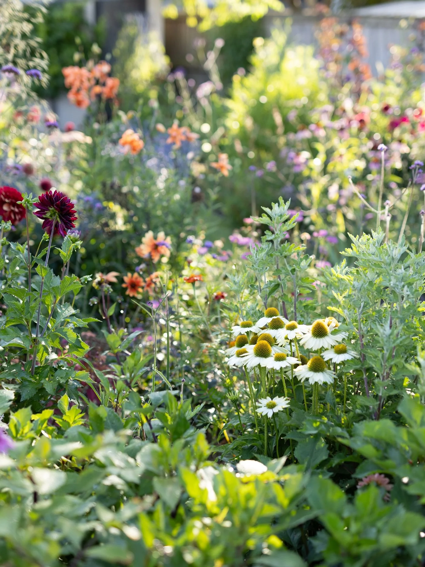 Out of bed, wrapping myself in a dressing gown, picking up my camera and wandering out into the garden is the most nourishing way to begin my day. The first tendrils of sunlight through petals brings a magic that I always hope to catch a little of. 
