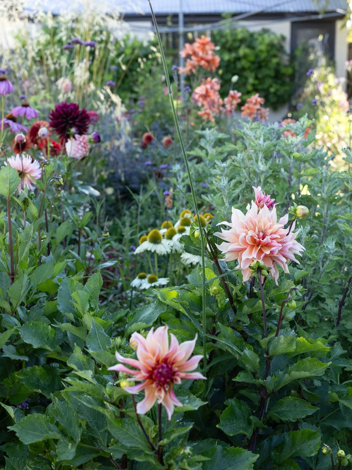 There are two dahlias I grow just because I love them. It&rsquo;s possible you may never see them in an arrangement because they are big blousy ones that have a tendency to overwhelm almost any other flower. Labyrinth is one, it&rsquo;s here and ever