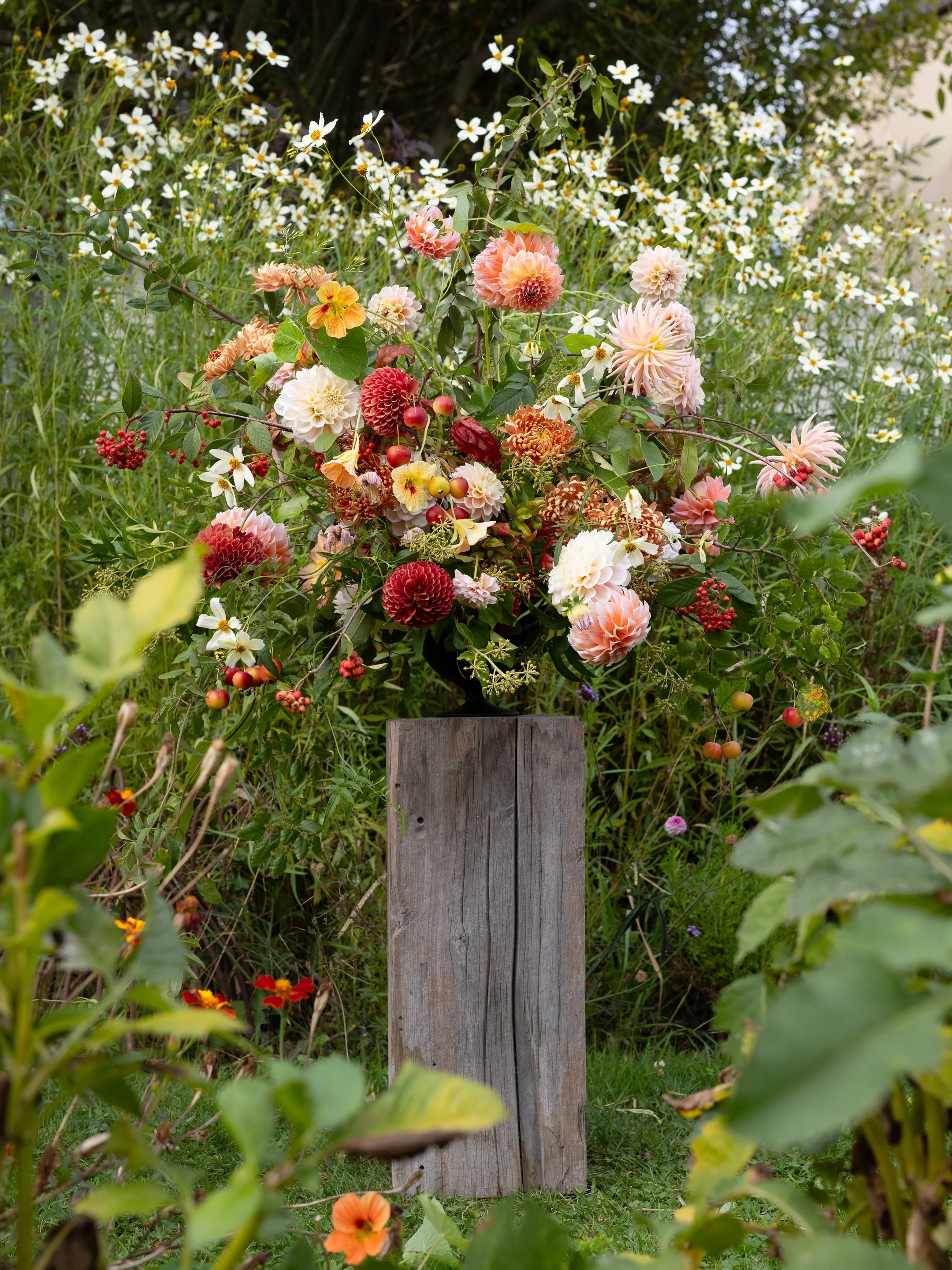 Branches laden with the weight of berries, and dahlias rushing to open before warm days draw to a close. Here the month of May is the very last of what we might see as abundant. This last offering of thanks was carried out and placed in my cutting ga