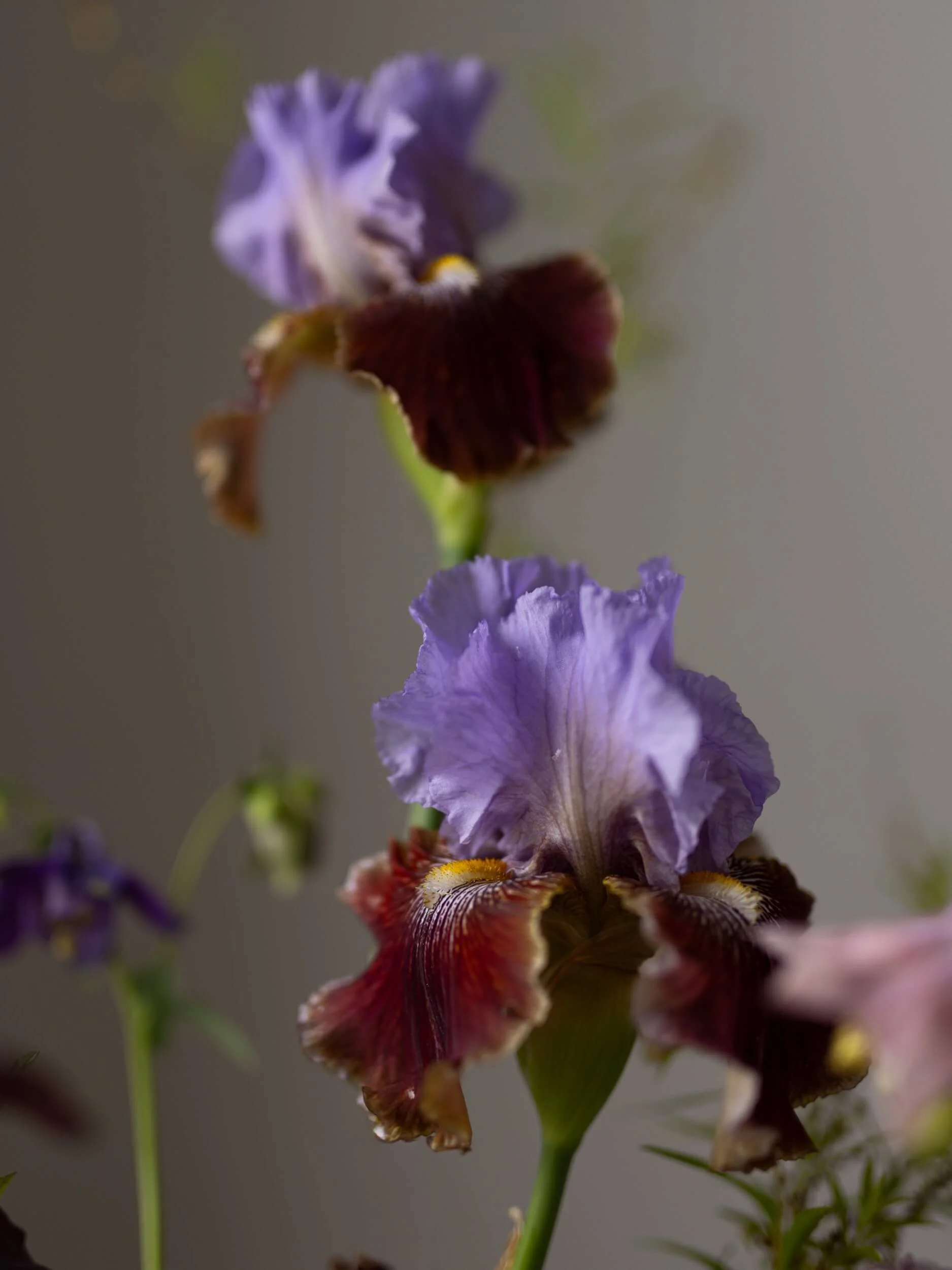 Iris-flower-garden-nz-christchurch-katherine-english-flora.jpg