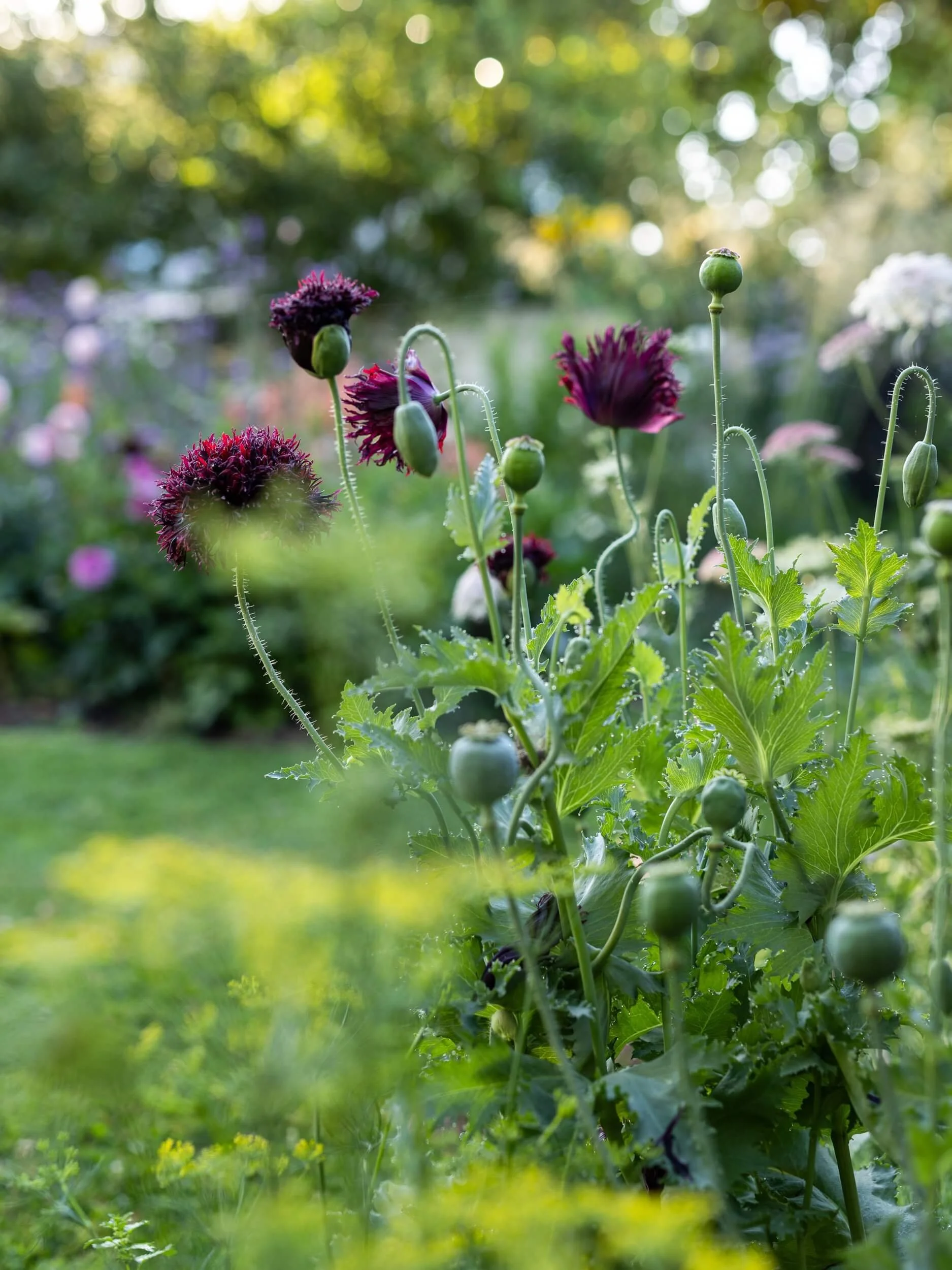 Poppies-summer-florist-garden-christchurch-katherine-english-flora.jpg