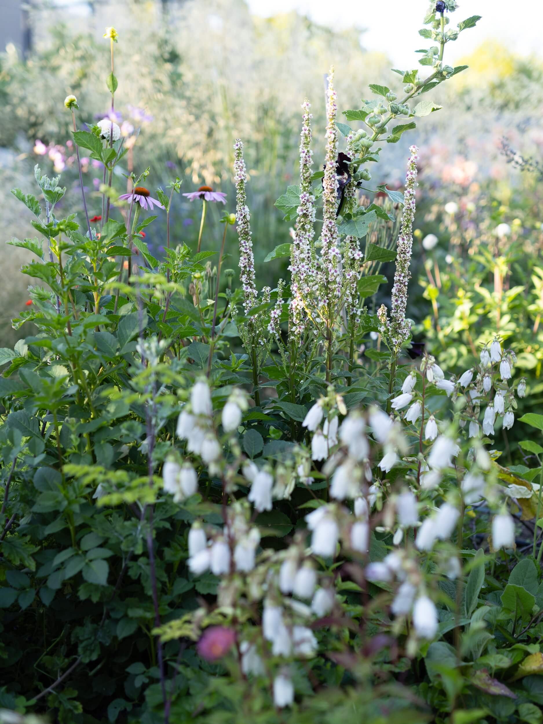 Flower-garden-white-Christchurch-christchurch-katherine-english-flora.jpg