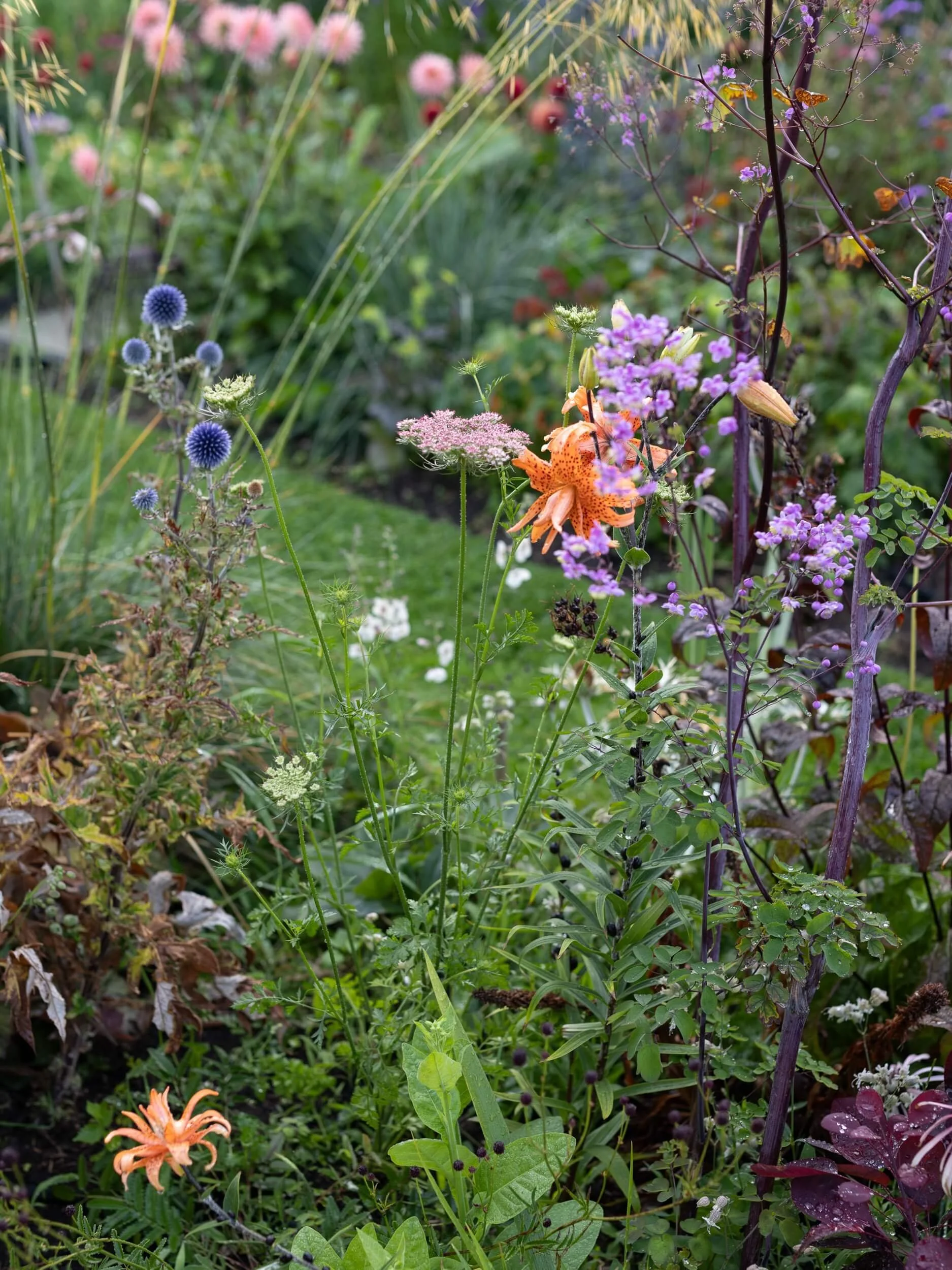 Thalictrum-flower-cutting-garden-christchurch-katherine-english-flora.jpg