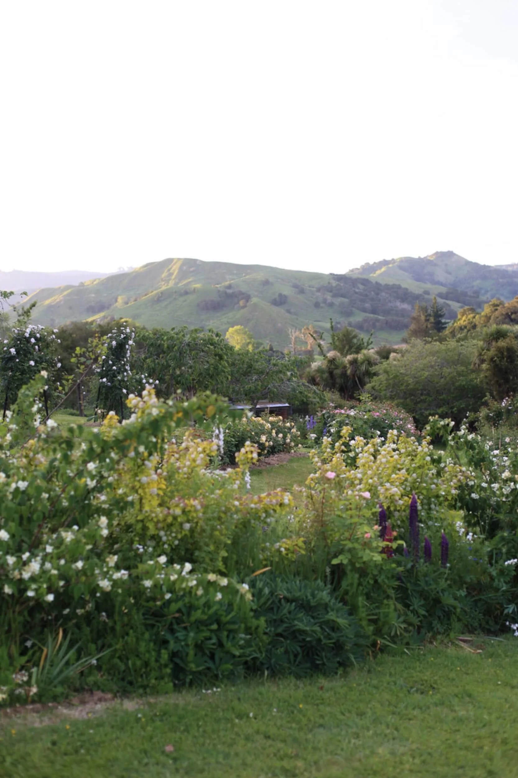 Field-of-roses-workshop-Zoe 14-christchurch-katherine-english-flora.jpeg