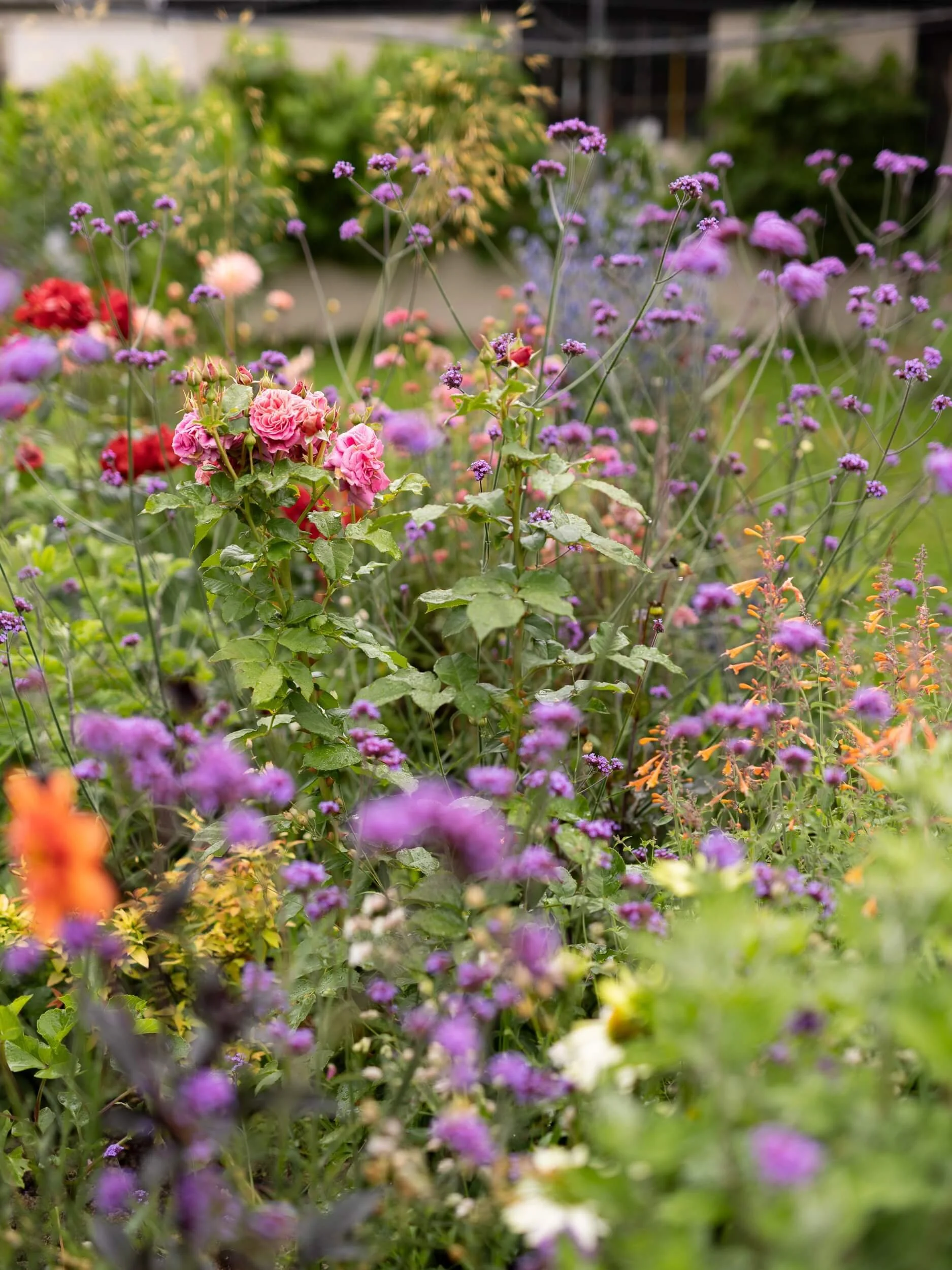 Verbascum-florist-cutting-garden-christchurch-katherine-english-flora.jpg