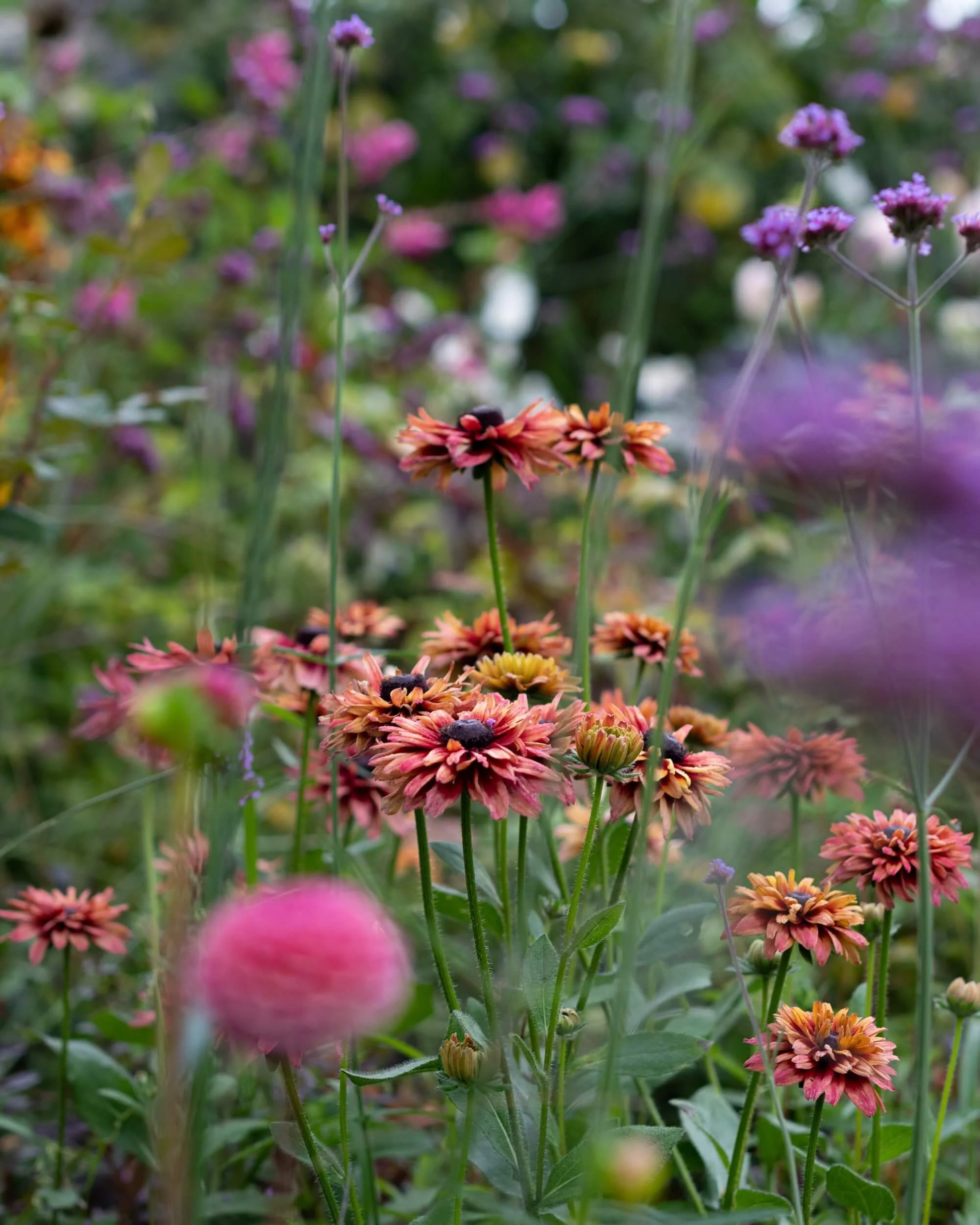 Garden-flowers-cutting-christchurch-katherine-english-flora.jpg