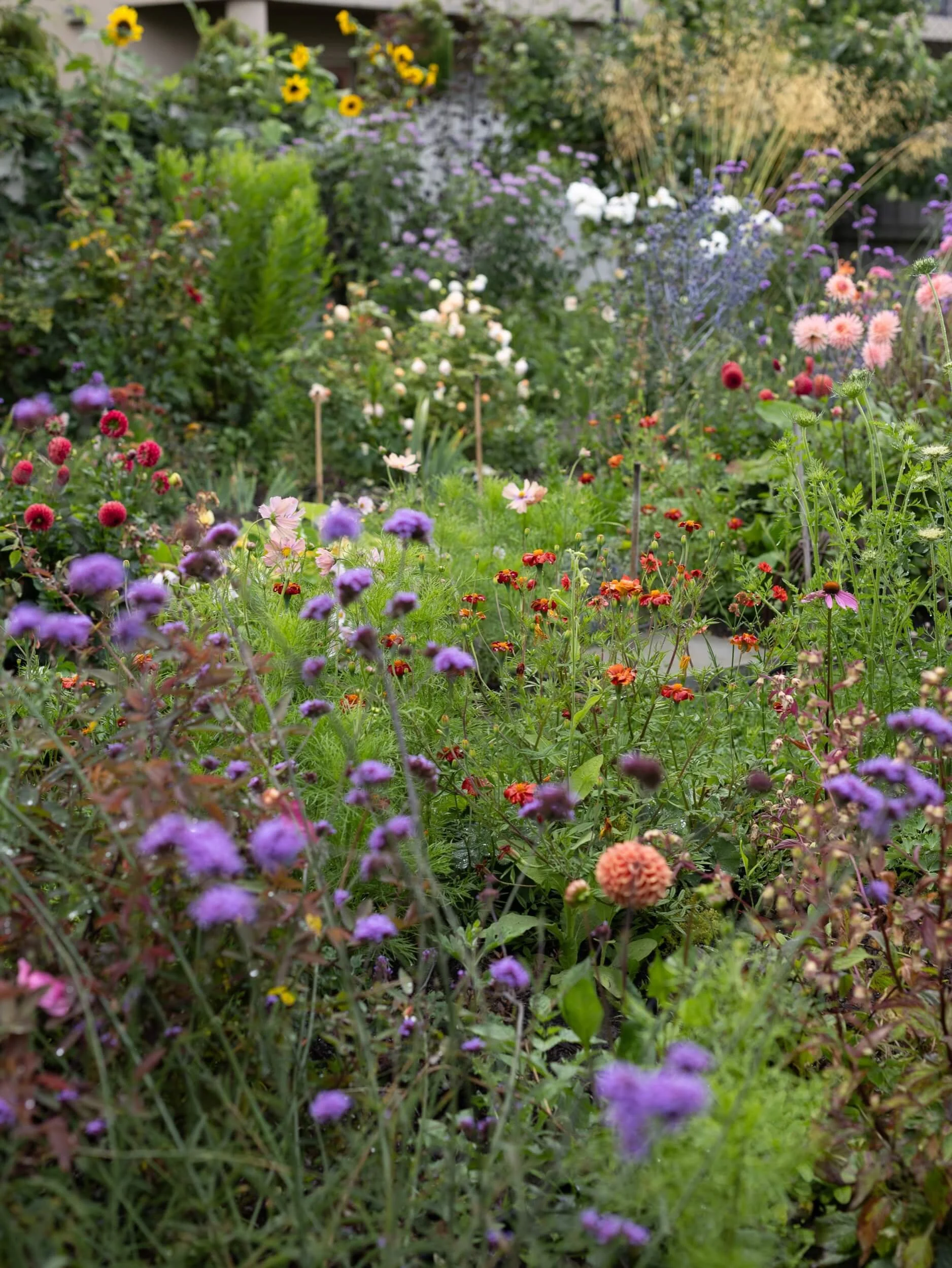 Garden view Jan 2025-christchurch-katherine-english-flora.jpg