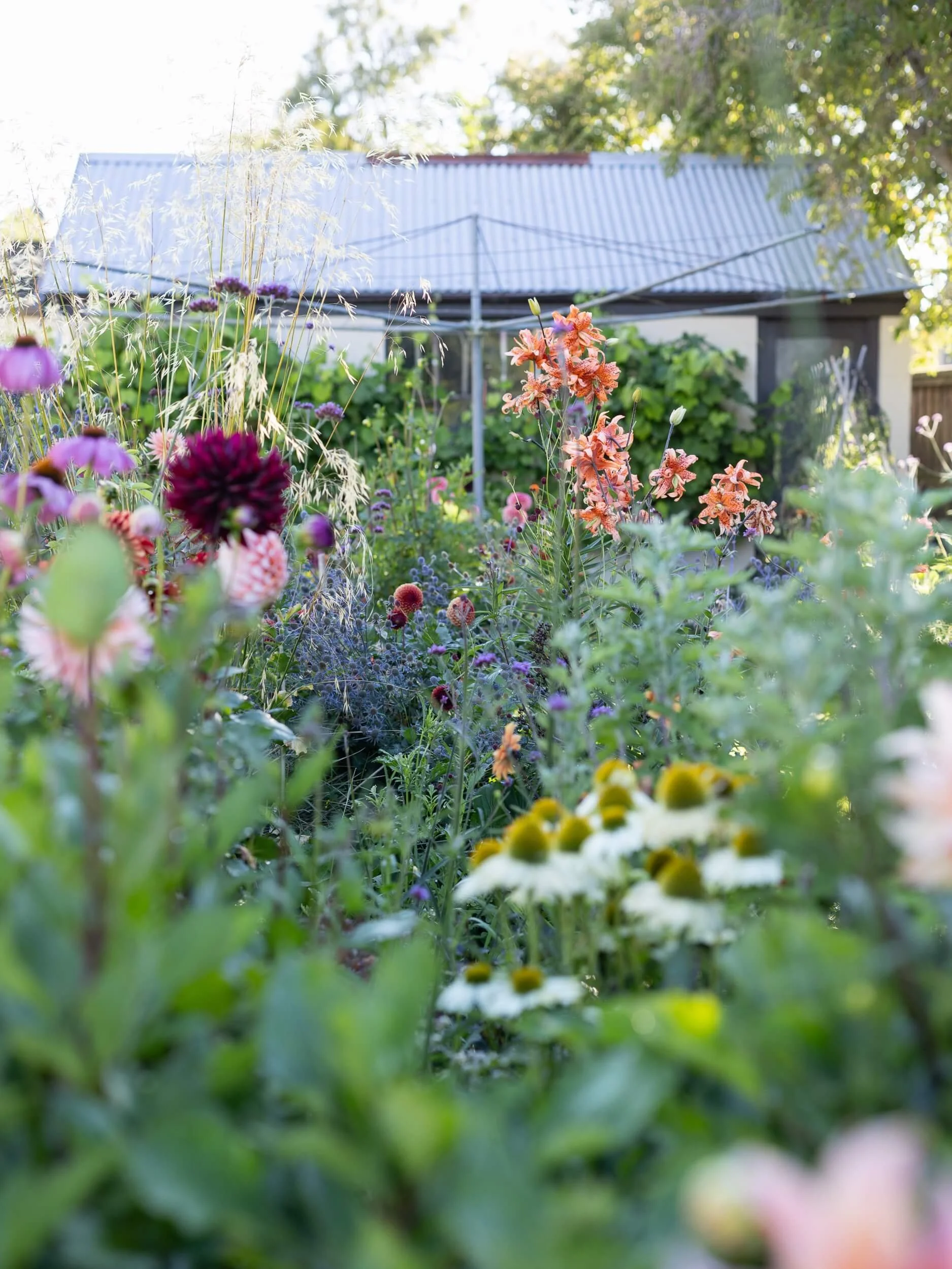 Tiger-lilies-cutting-garden-christchurch-katherine-english-flora.jpg