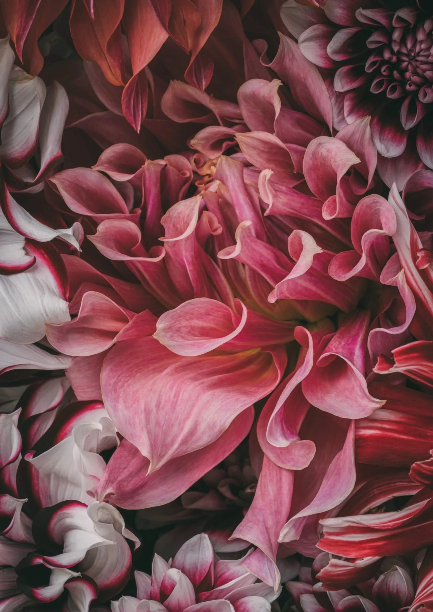 Dahlia-floral-art-christchurch-katherine-english-flora.jpg