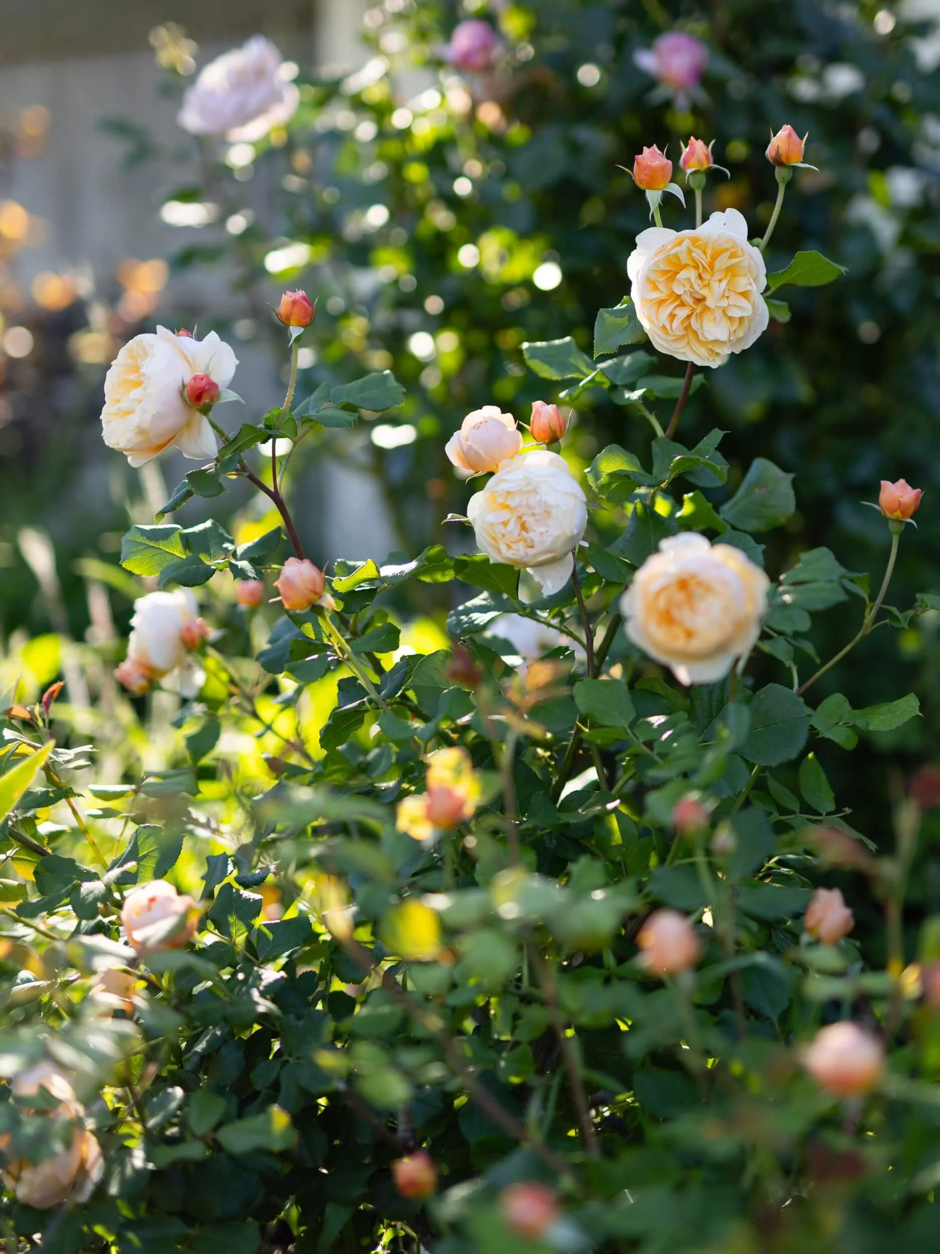 Garden-roses-NZ-christchurch-katherine-english-flora.jpg